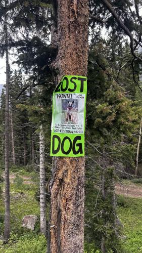 Lost dog posters for 'Konni' were placed around the Silverton
