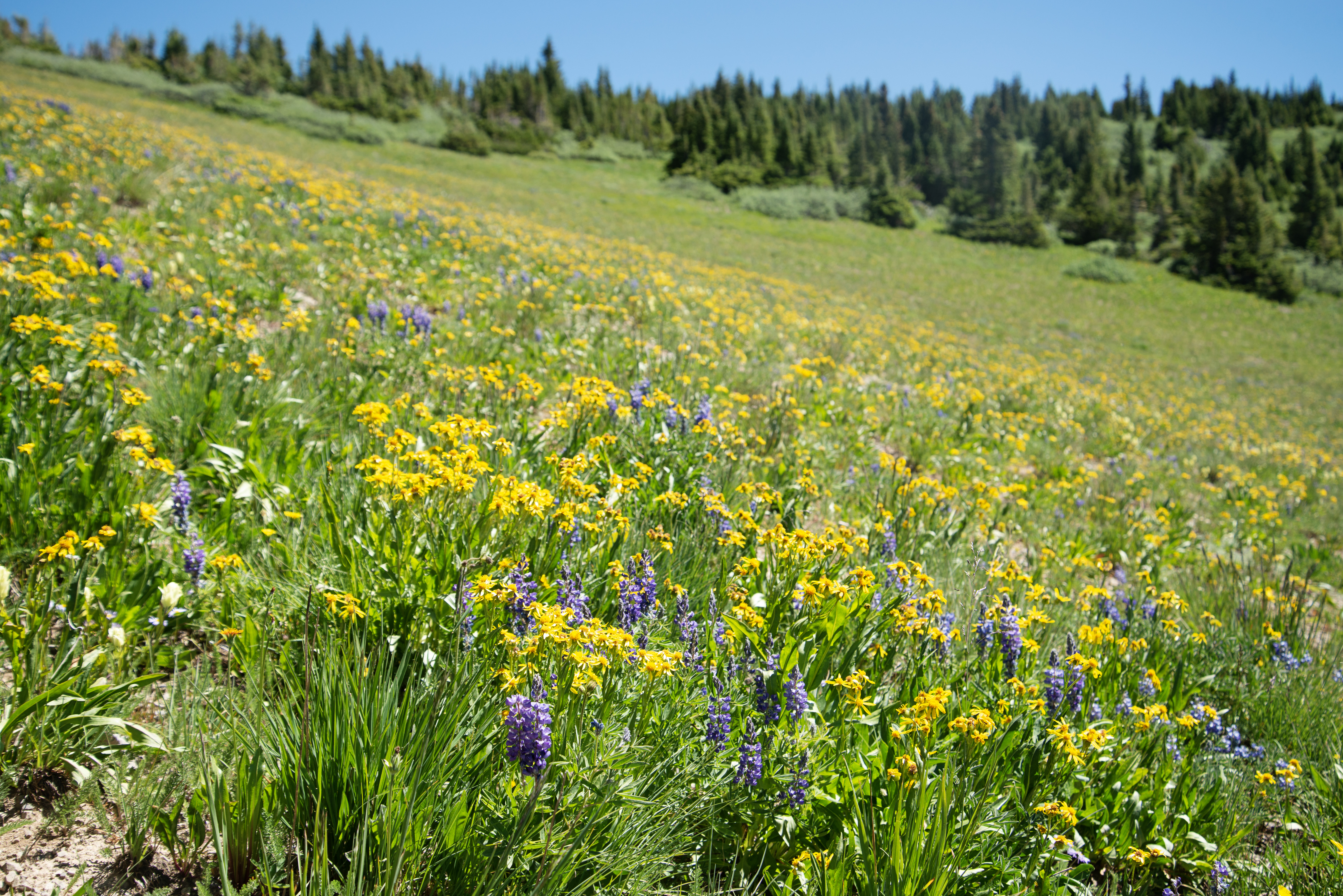 Wildflowers dot the landscape around Crested Butte, Colo. on Sunday, July 28, 2024. (TomHellauerMultimedia Producertom.hellauer@denvergazette.comhttps://denvergazette.com/content/tncms/avatars/f/9e/622/f9e6228a-3b6b-11ed-bf10-fbb71fa8e421.f54b911252c540f1d61709edc4727a39.png)