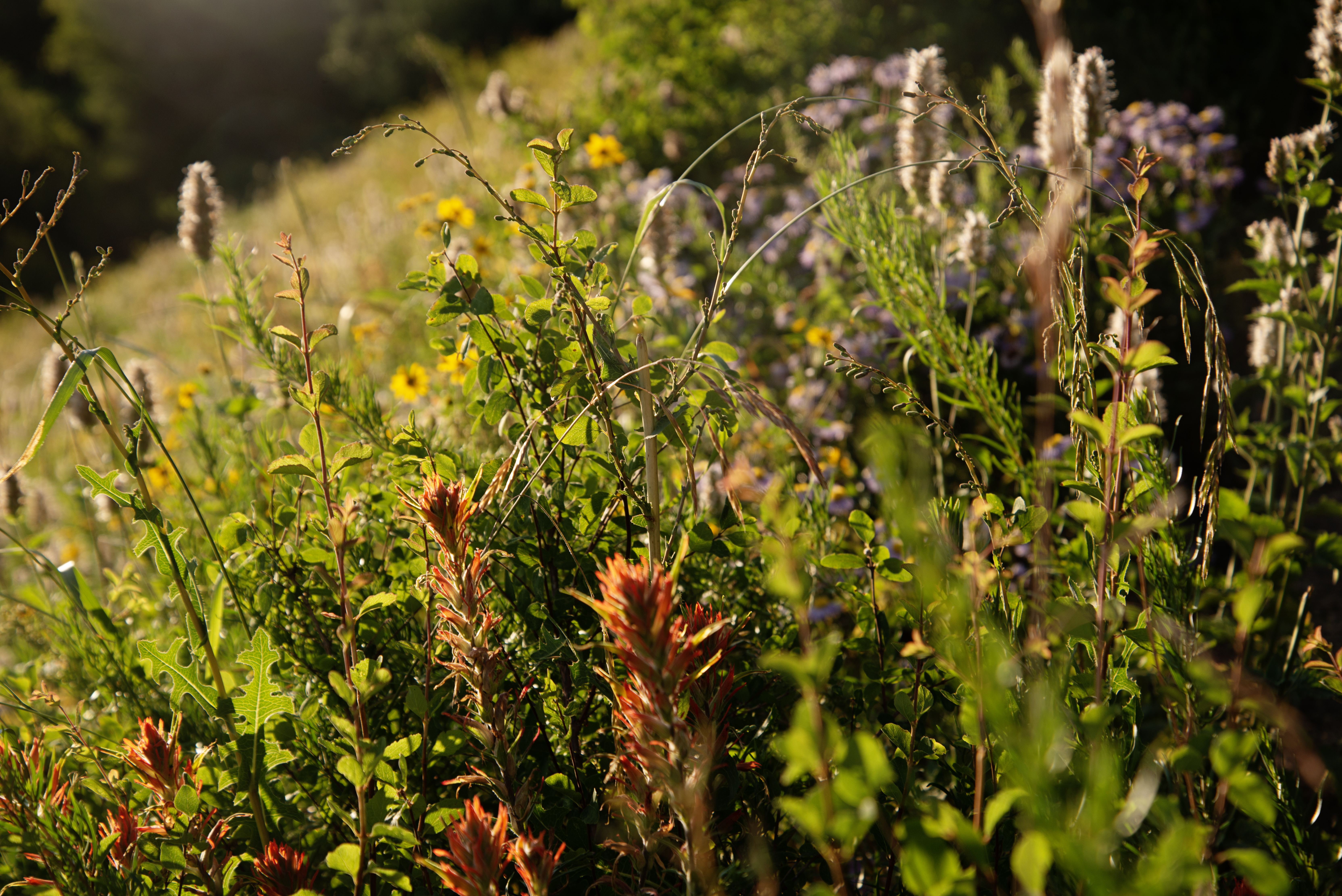 Wildflowers dot the hills surrounding Crested Butte, Colo. on Friday, July 26, 2024. (TomHellauerMultimedia Producertom.hellauer@denvergazette.comhttps://denvergazette.com/content/tncms/avatars/f/9e/622/f9e6228a-3b6b-11ed-bf10-fbb71fa8e421.f54b911252c540f1d61709edc4727a39.png)