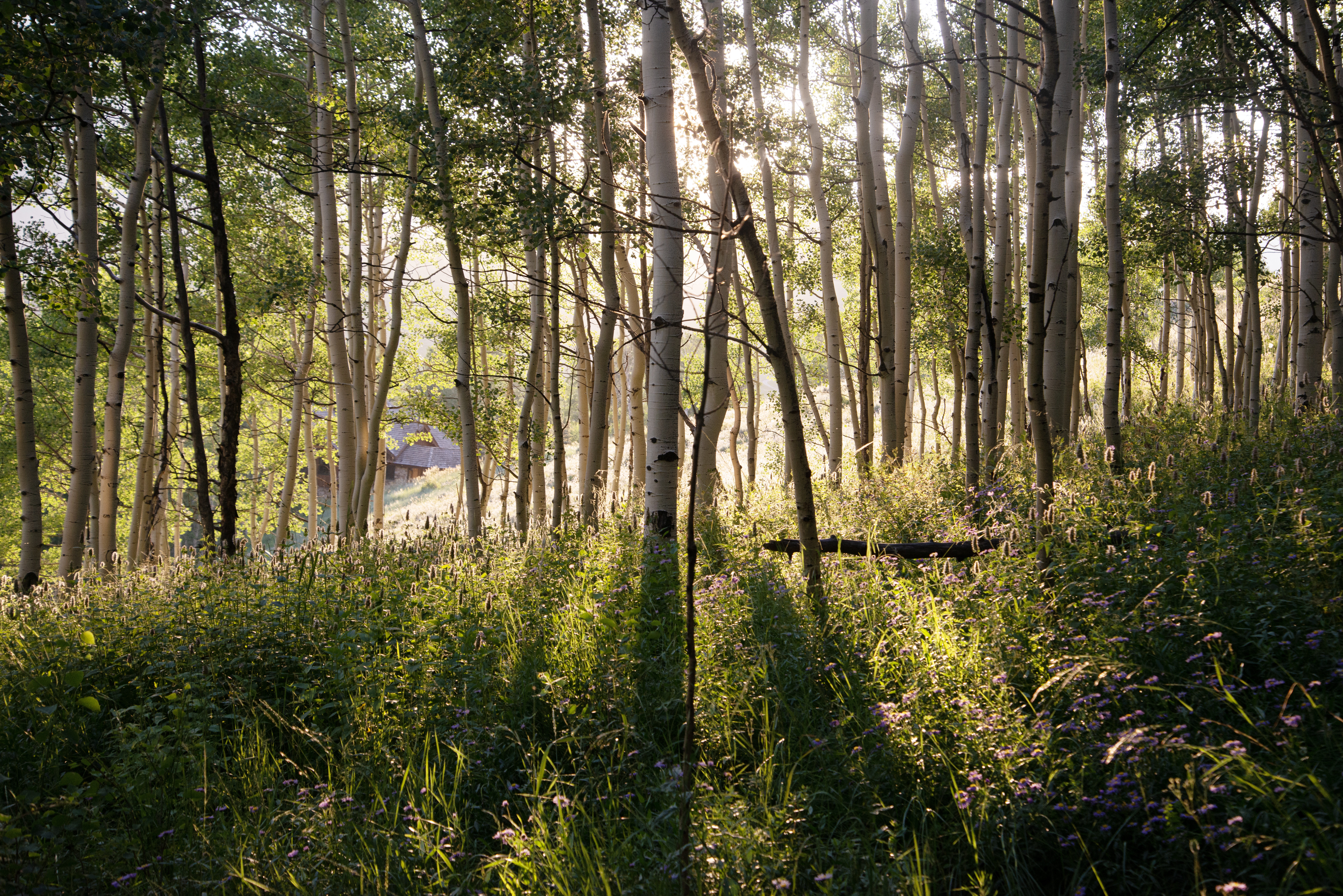 Wildflowers bloom in an aspen grove in Crested Butte, Colo. on Friday, July 26, 2024. (TomHellauerMultimedia Producertom.hellauer@denvergazette.comhttps://denvergazette.com/content/tncms/avatars/f/9e/622/f9e6228a-3b6b-11ed-bf10-fbb71fa8e421.f54b911252c540f1d61709edc4727a39.png)