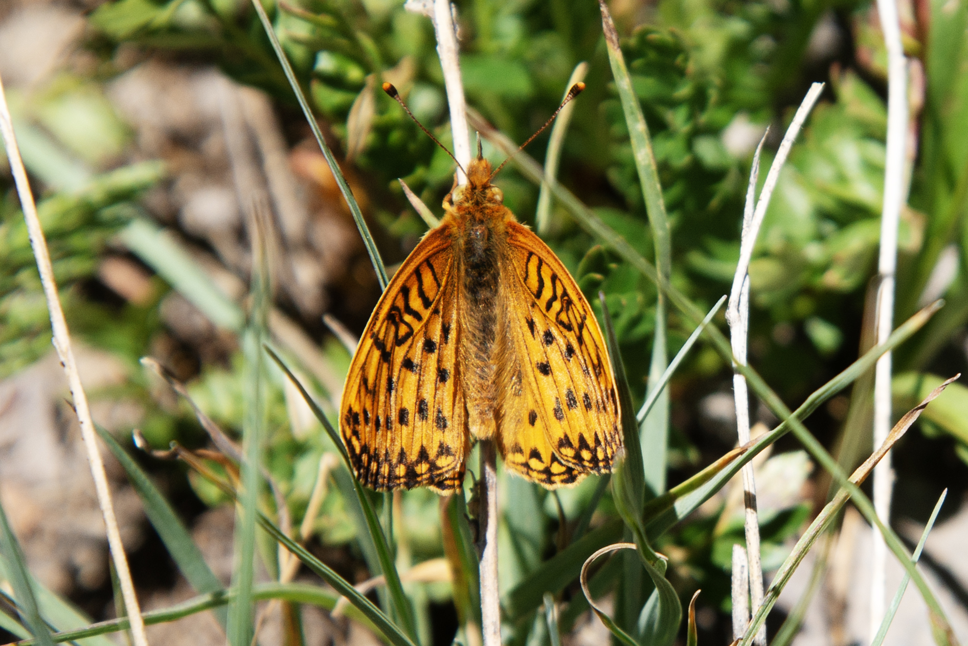 A fritillary butterfly flies amongst the wildflowers in the Sawatch Range near Crested Butte, Colo. on Sunday, July 28, 2024. (TomHellauerMultimedia Producertom.hellauer@denvergazette.comhttps://denvergazette.com/content/tncms/avatars/f/9e/622/f9e6228a-3b6b-11ed-bf10-fbb71fa8e421.f54b911252c540f1d61709edc4727a39.png)