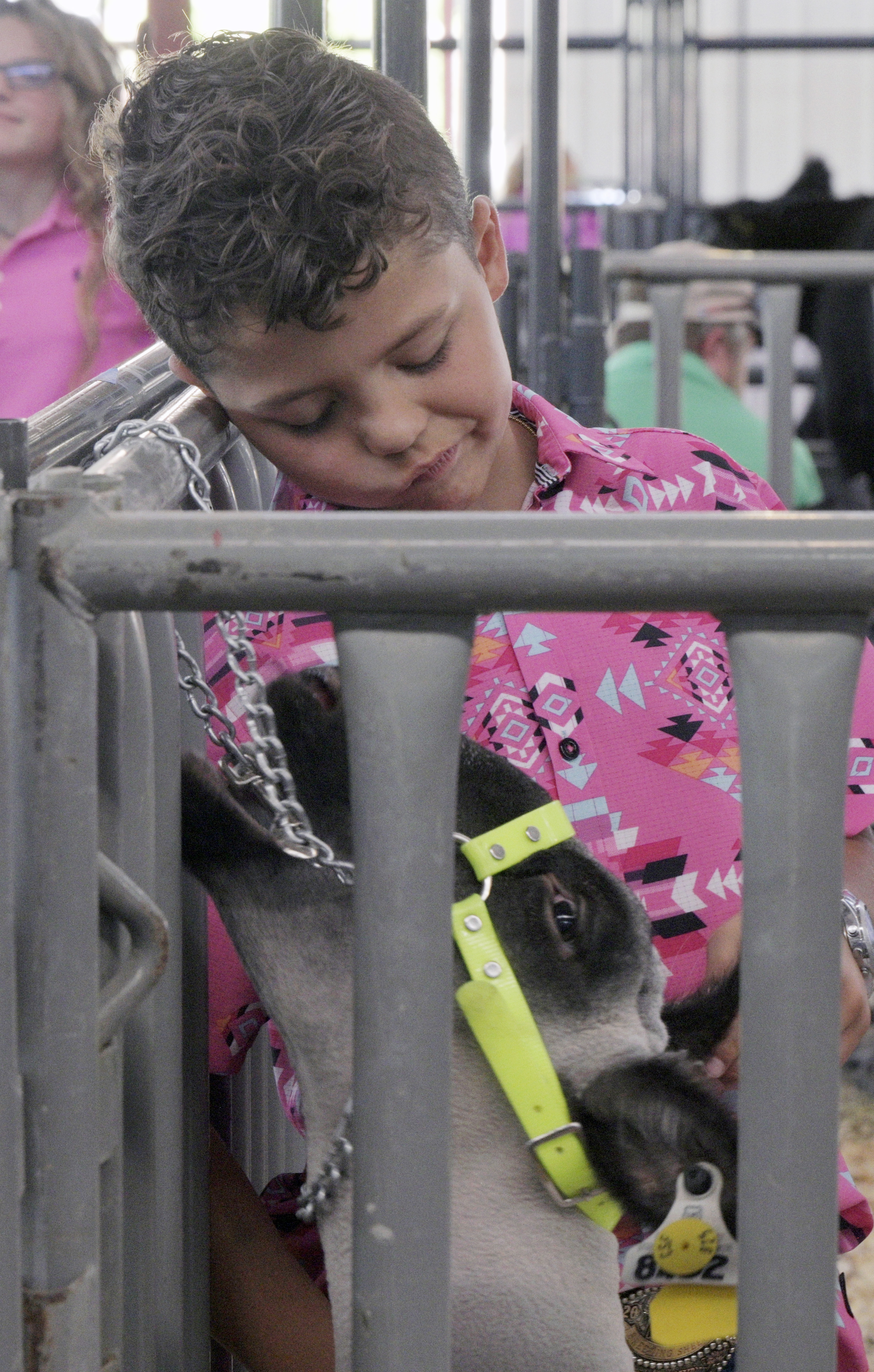 Gannon True from Weld County spends some time with his sheep before the Junior Livestock Auction at the Colorado State Fair on Tuesday, Aug. 27, 2024. (Jerilee Bennett, The Gazette)