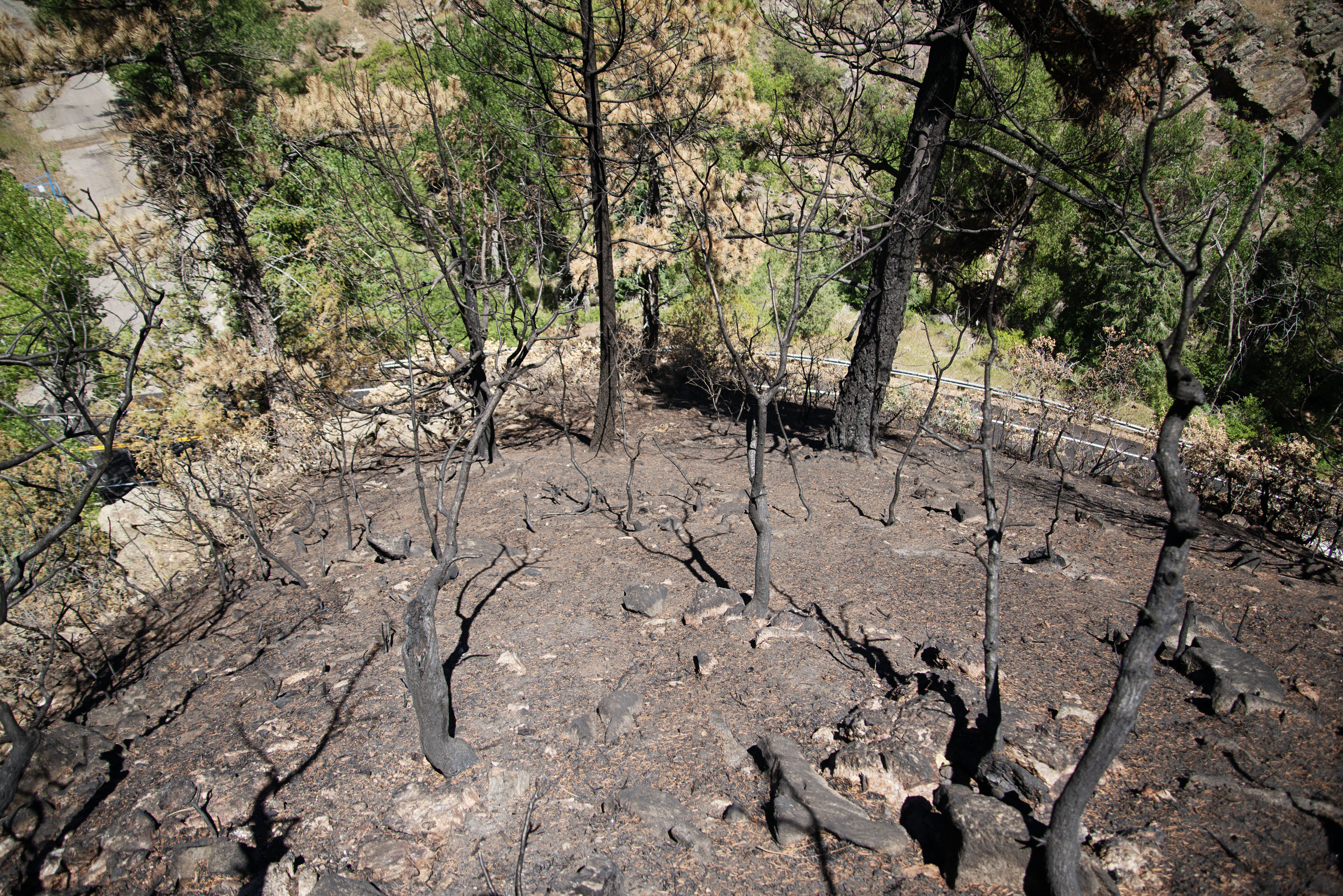 Large parts of Deer Creek Canyon Park are left burnt after the Quarry Fire's path through the park in Littleton, Colo. on Friday, Aug. 16, 2024. (TomHellauerMultimedia Producertom.hellauer@denvergazette.comhttps://denvergazette.com/content/tncms/avatars/f/9e/622/f9e6228a-3b6b-11ed-bf10-fbb71fa8e421.f54b911252c540f1d61709edc4727a39.png)