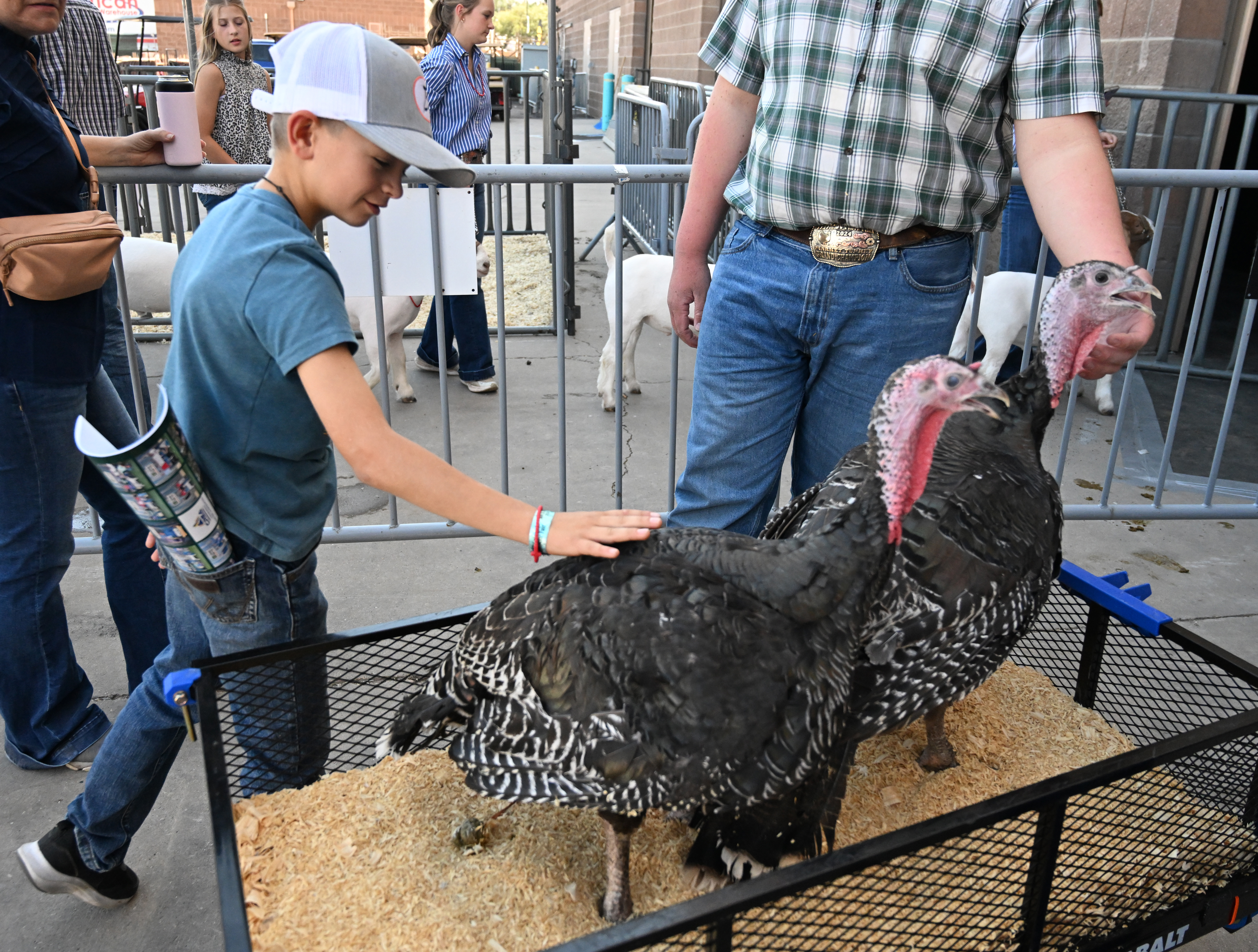 Scenes from the Junior Livestock Auction at the Colorado State Fair on Tuesday, Aug. 27, 2024. (Jerilee Bennett The Gazette)