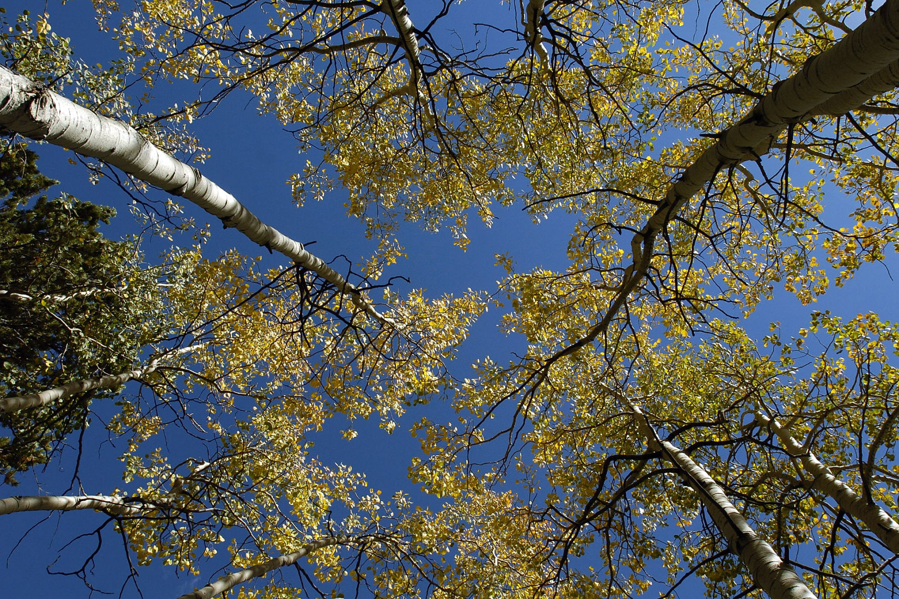Aspen leaves begin to show their fall colors in Mueller State Park on Tuesday, Sept. 14, 2004. Colors should peak during the next few weeks in the high country. Mueller State Park is offering Aspen nature hikes on Saturday, Sept. 18, at 10 a.m. and 2 p.m. and again on Sunday, Sept. 19, at 10 a.m. Interested hikers should meet at the Grouse Mountain trailhead and plan on a two hour hike. Photo by David Bitton (David Bitton)