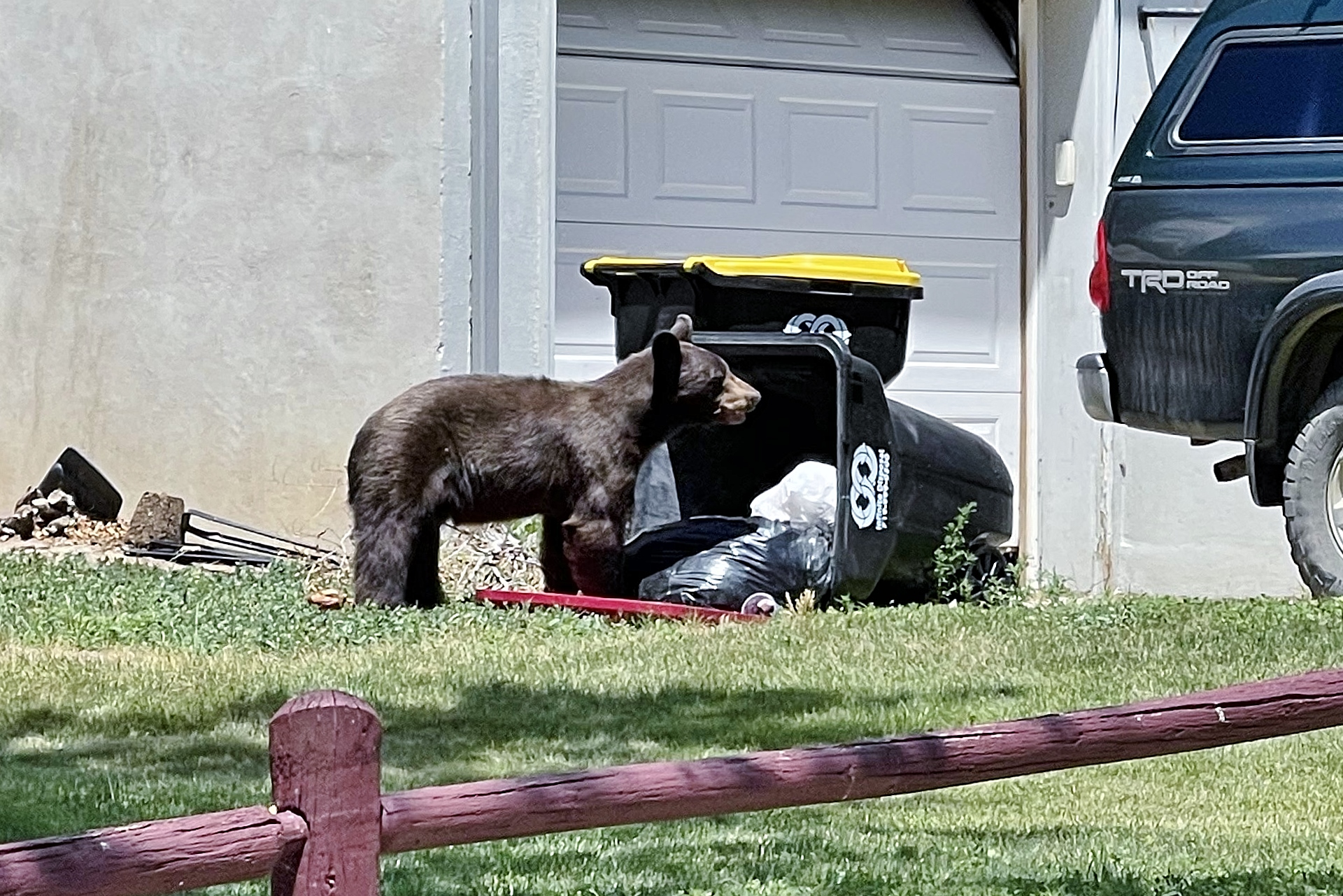 Fat Bear Fall returns with a reminder to bear-proof homes