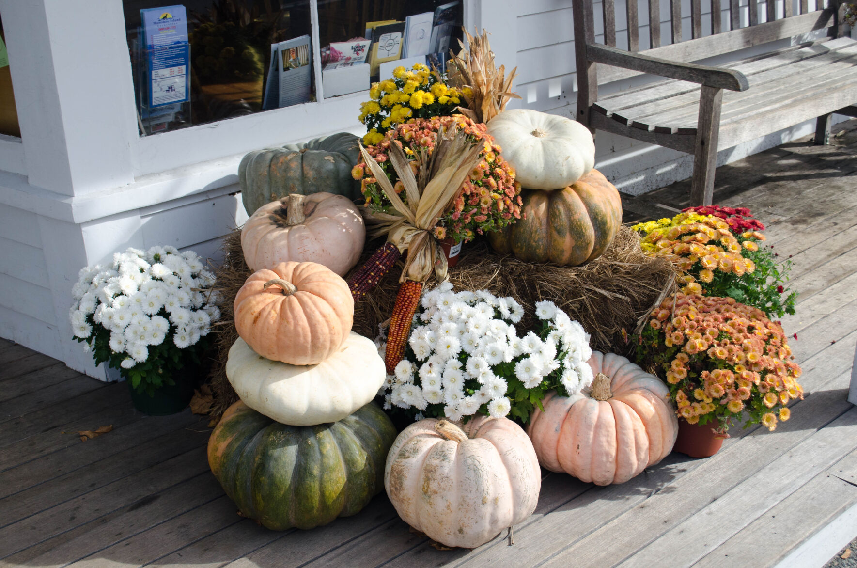 Year-round gardening: Adding color to your late-summer garden with chrysanthemums
