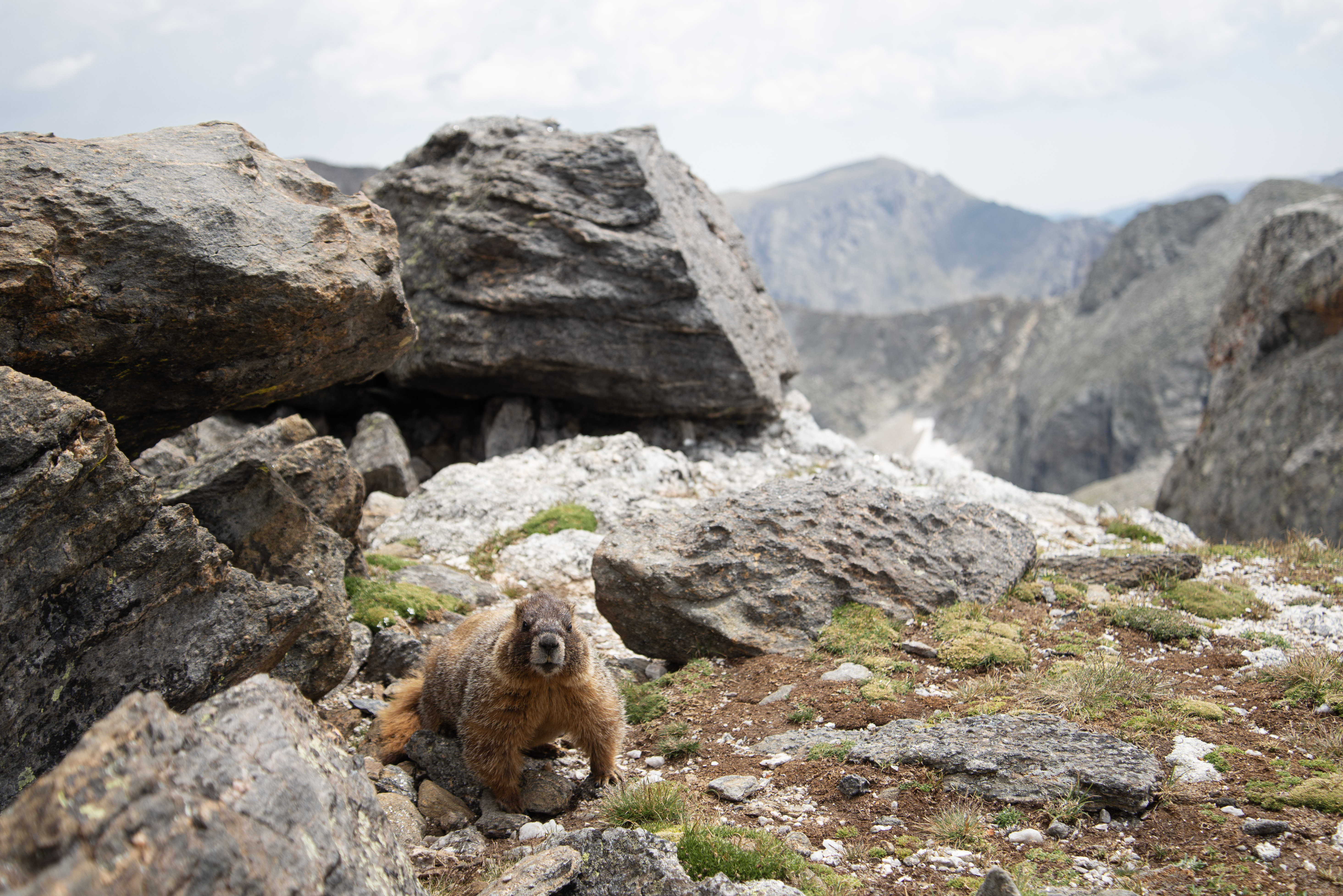 A marmot makes their home atop the peak of Mt. Ida (12,874 ft.) in Rocky Mountain National Park on Saturday, Aug. 10, 2024. (TomHellauerMultimedia Producertom.hellauer@denvergazette.comhttps://denvergazette.com/content/tncms/avatars/f/9e/622/f9e6228a-3b6b-11ed-bf10-fbb71fa8e421.f54b911252c540f1d61709edc4727a39.png)