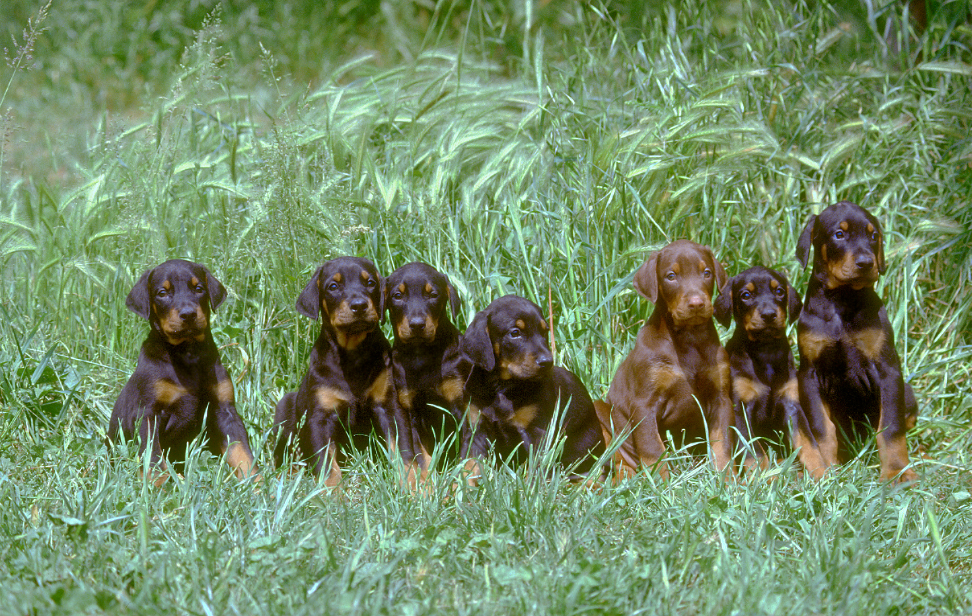 Stock photo of Doberman puppies. Photo Credit: DarioEgidi (iStock). (DarioEgidi)