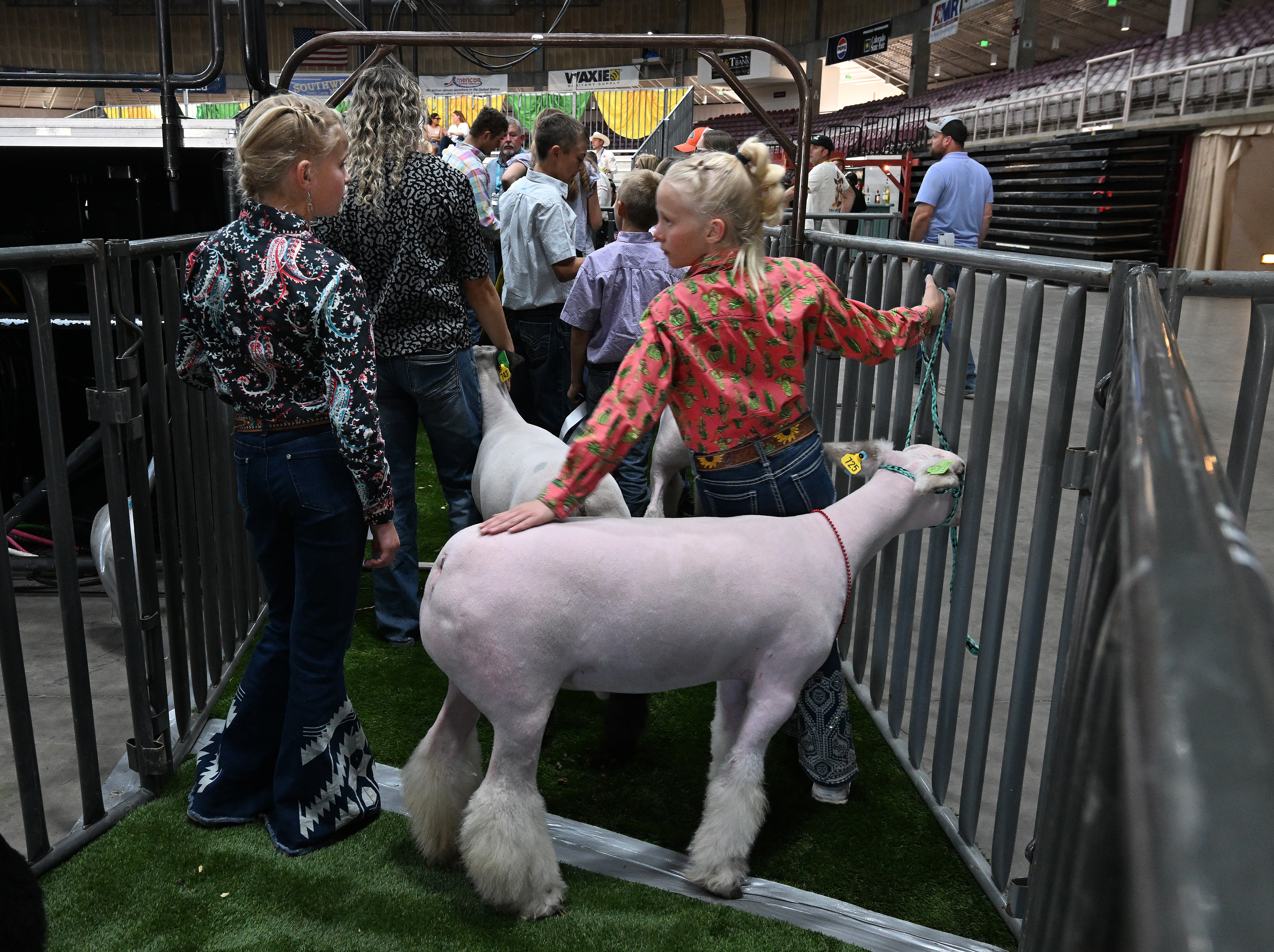 Scenes from the Junior Livestock Auction at the Colorado State Fair on Tuesday, Aug. 27, 2024. (Jerilee Bennett The Gazette)