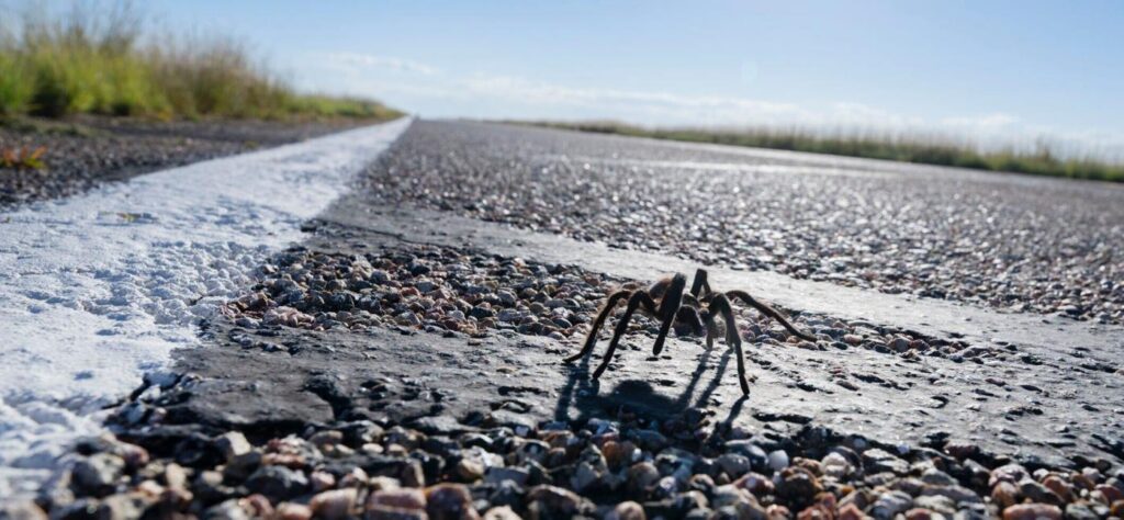 Thousands of tarantulas will begin migrating through Colorado this month