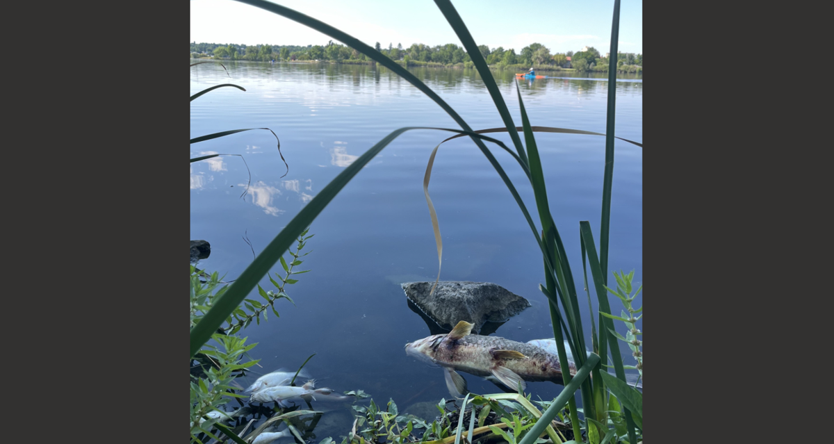 A dead fish near the shore of Sloan's Lake as a kayaker passes by in the background. Photo: Sloan's Lake Park Foundation.