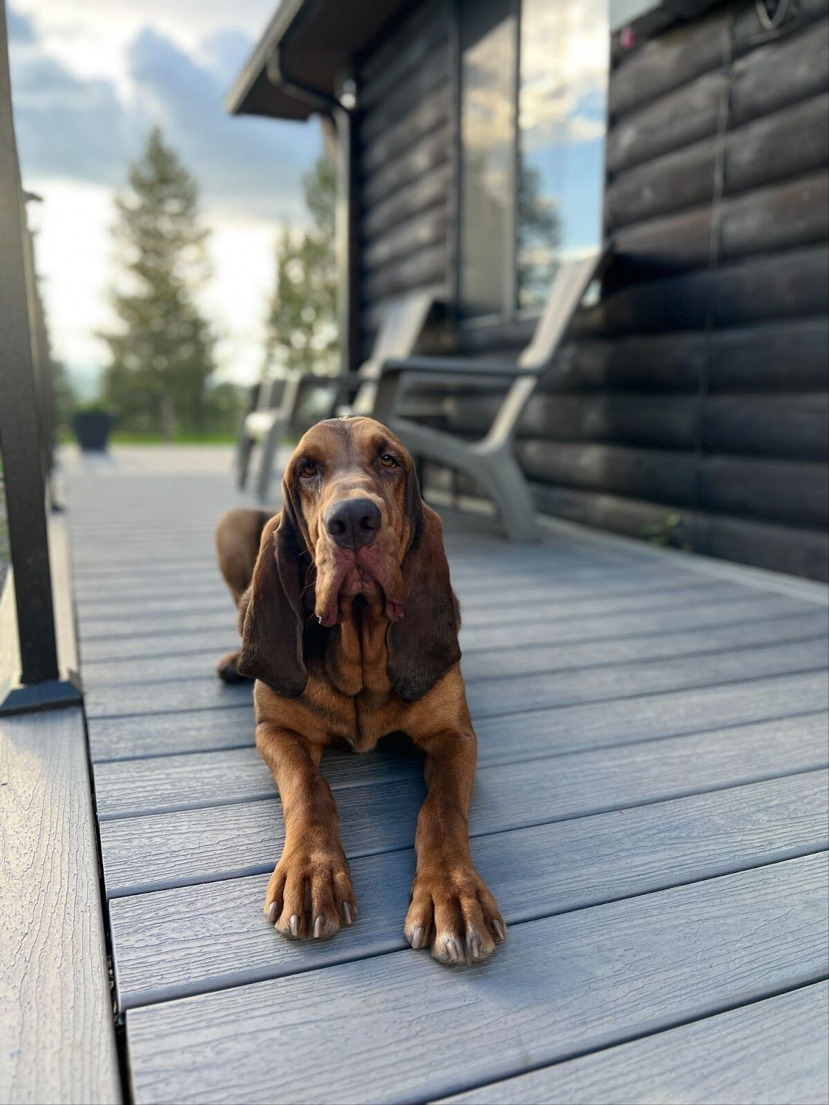 Hiccup K-9