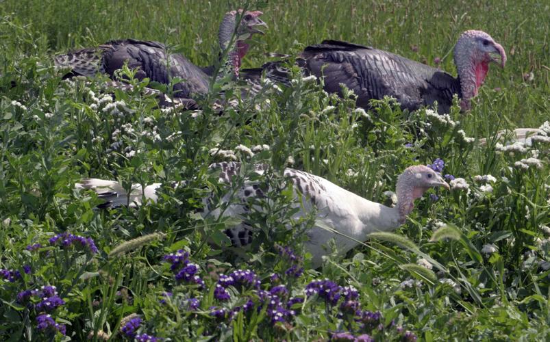 081124-life-turkey 1.JPG