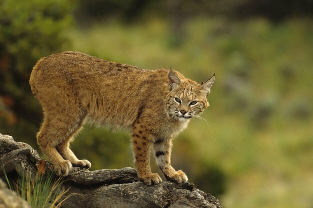 ’Trophy’ hunting ban poses a ballot cat-astrophe | Sean Duffy