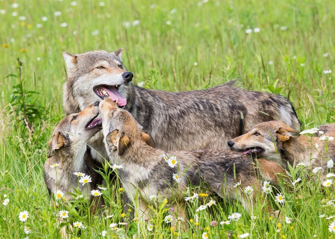 Stock photo, see clip below. Photo Credit: KenCanning (iStock).