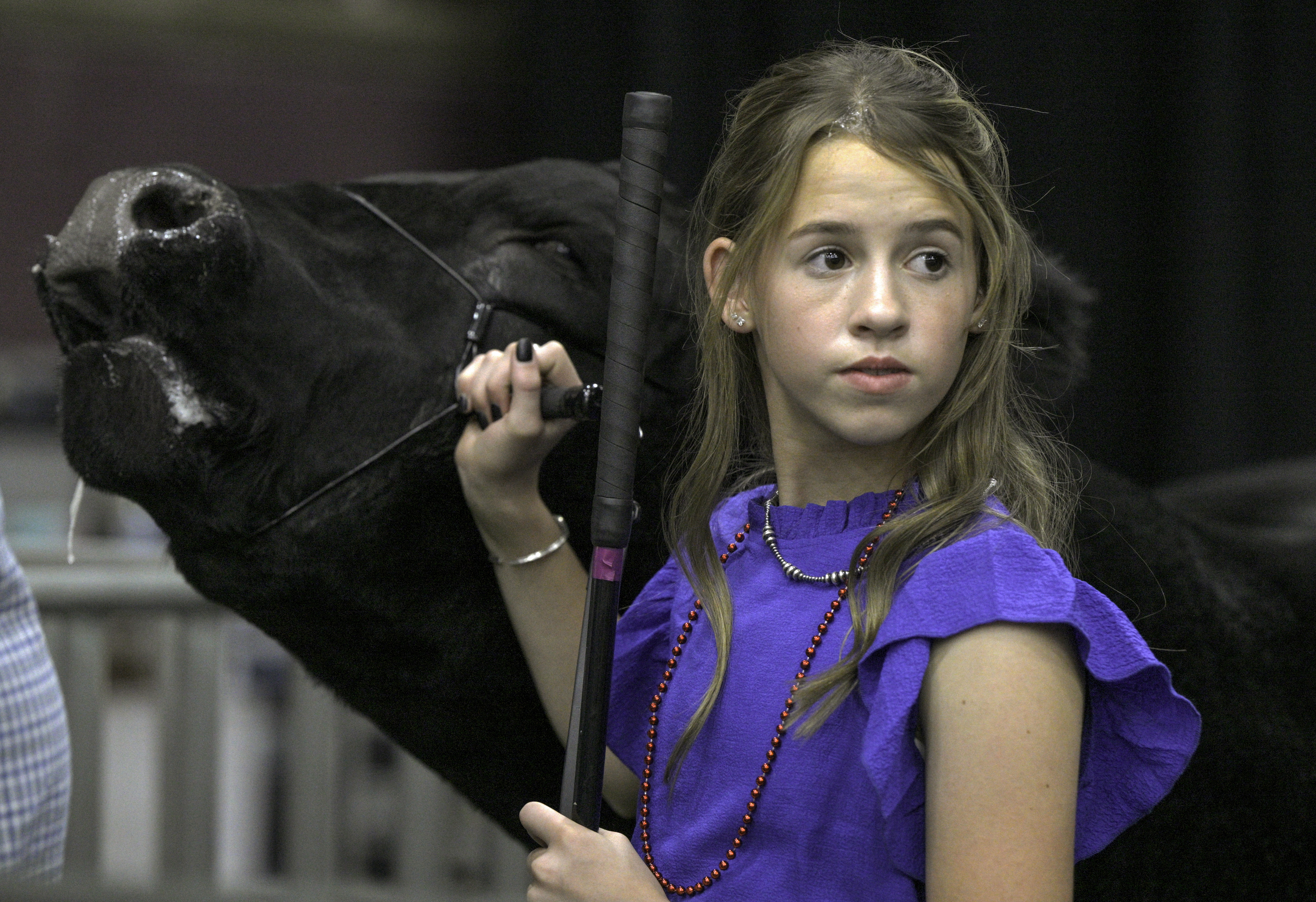 Tenley Becker waits in the wings to show her prize winning steer at the Junior Livestock Auction at the Colorado State Fair on Tuesday, Aug. 27, 2024. (Jerilee Bennett The Gazette)