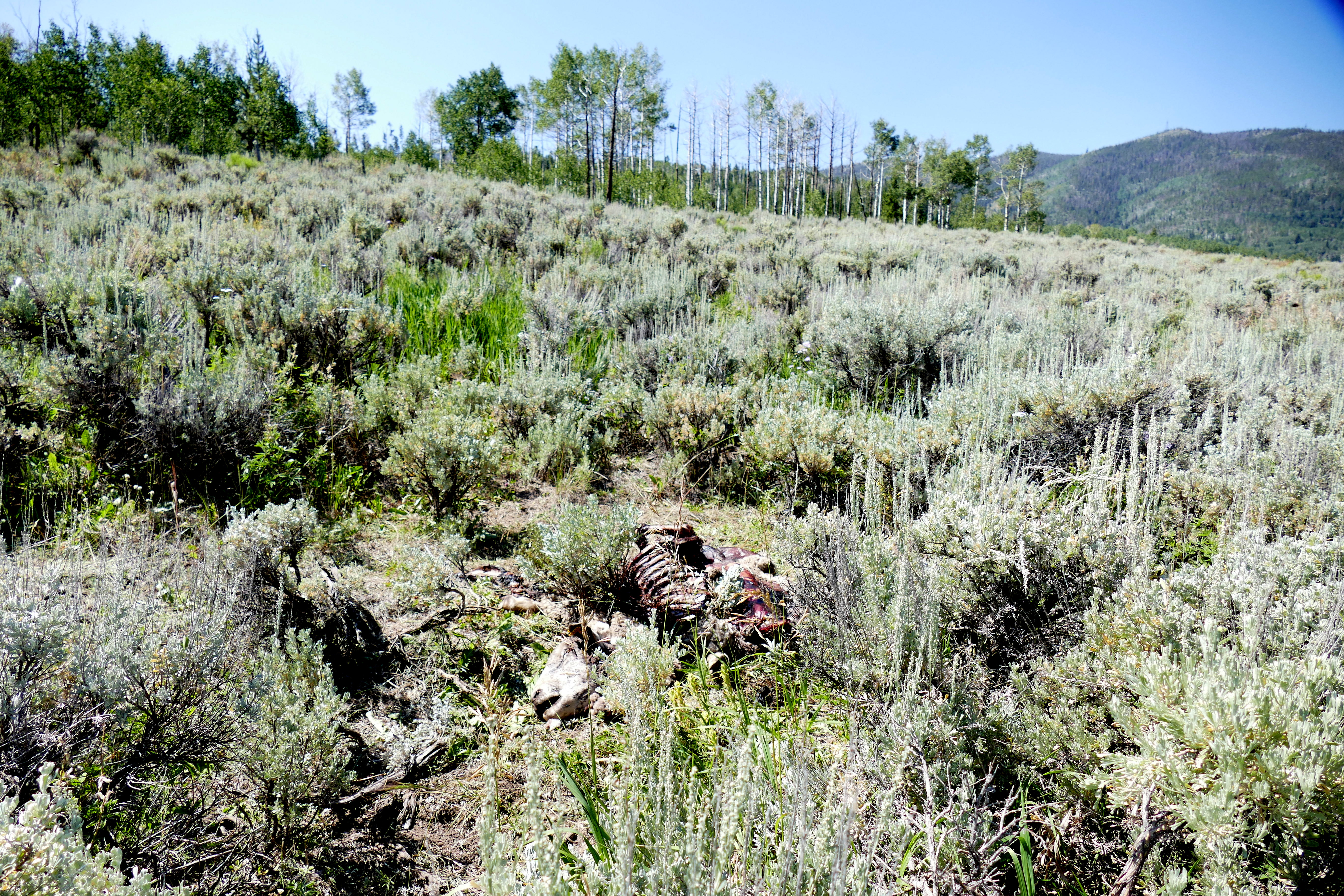 Warning: graphicEight of rancher Nellie Farrell's sheep were confirmed to have been killed by wolves, and she says five are still missing. (Photo courtesy Shannon Lukens)