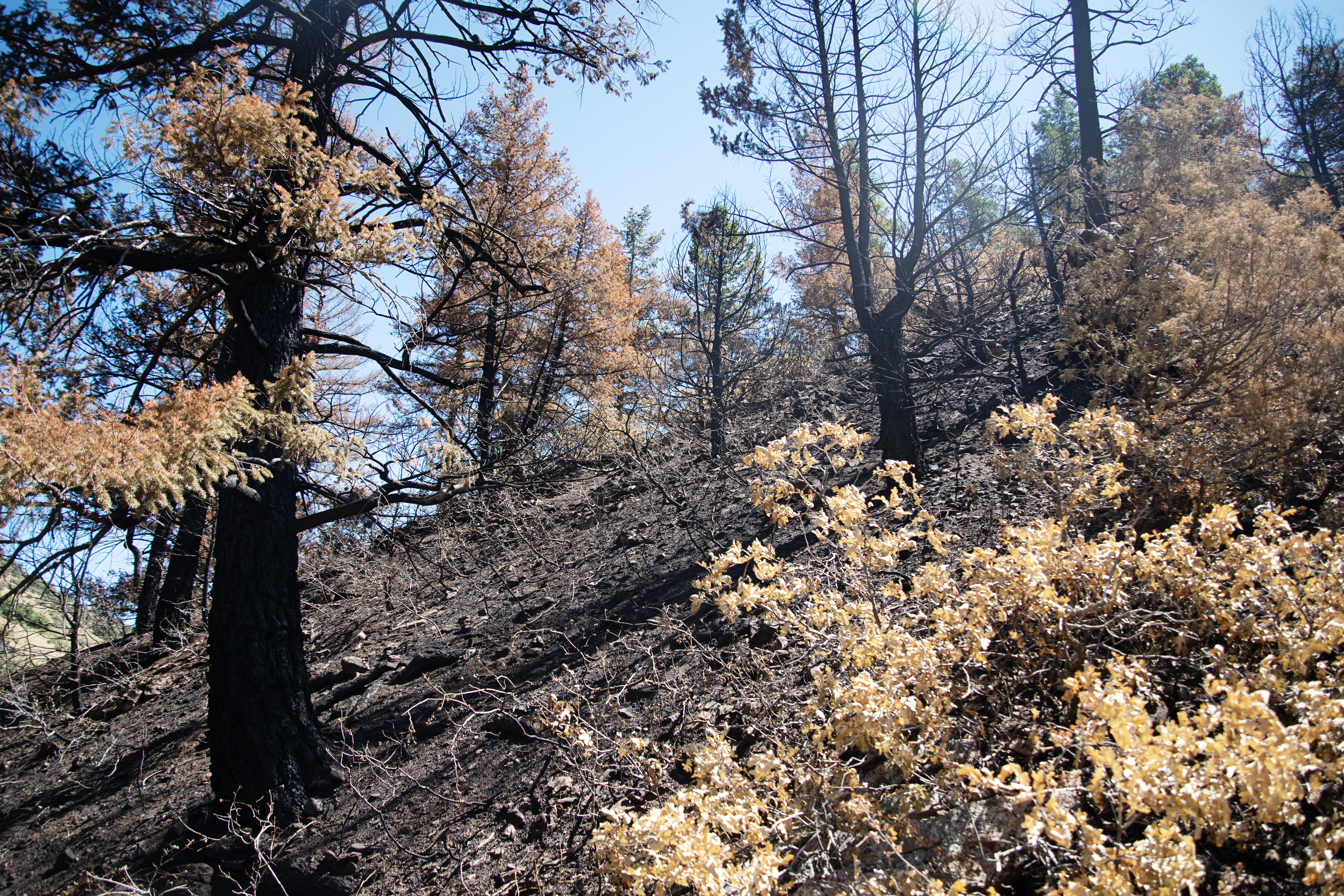 Deer Creek Canyon Park is left burnt in several large areas following the Quarry Fire's path through the park in Littleton, Colo. on Friday, Aug. 16, 2024. (TomHellauerMultimedia Producertom.hellauer@denvergazette.comhttps://denvergazette.com/content/tncms/avatars/f/9e/622/f9e6228a-3b6b-11ed-bf10-fbb71fa8e421.f54b911252c540f1d61709edc4727a39.png)