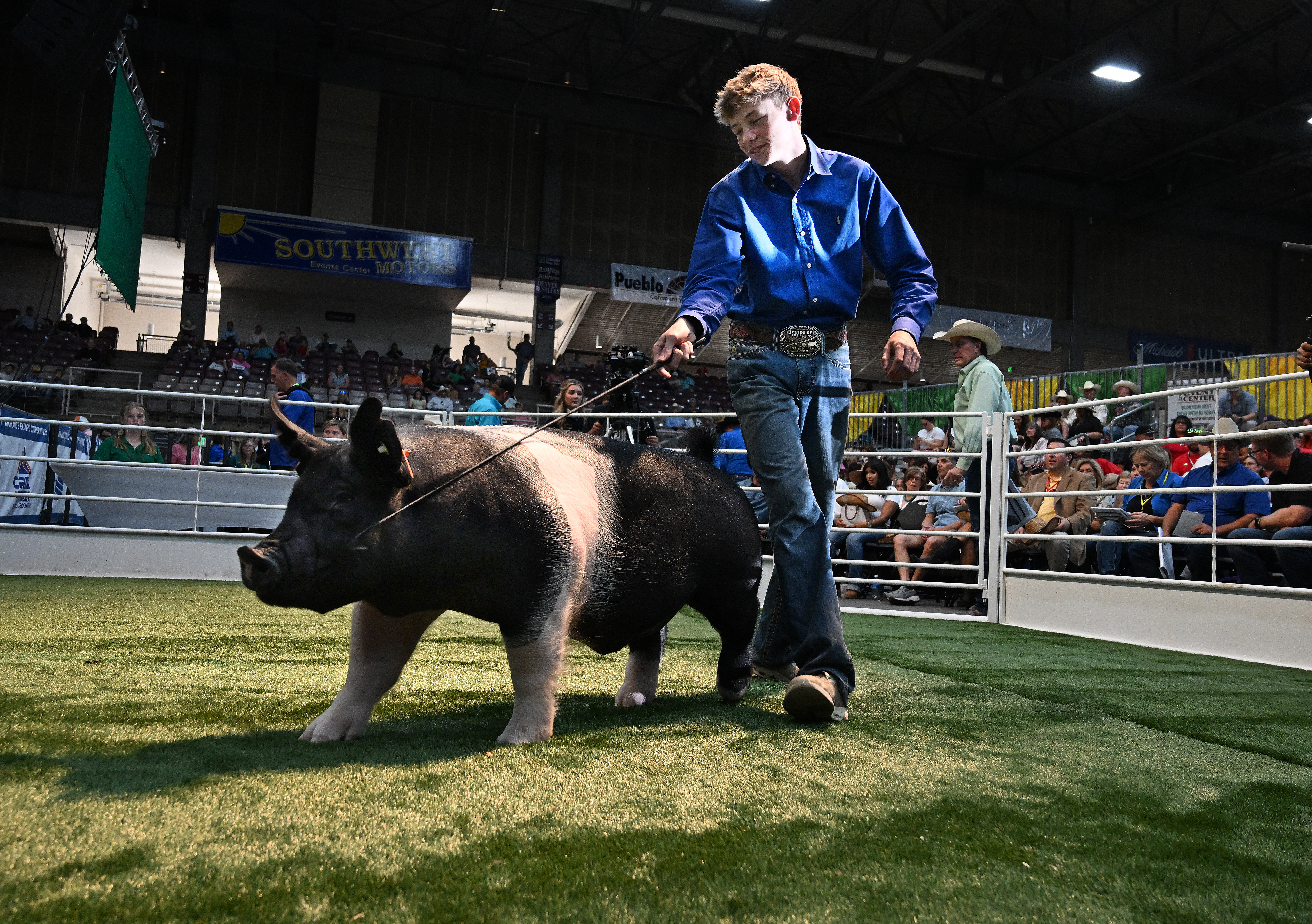 Ridge Kayser’s Grand Champion hog earned $27,000 at the annual Junior Livestock Sale at the Colorado State Fair on Tuesday, Aug. 28, 2024. Kayser is from the small town of Eaton in Weld County. (Jerilee Bennett The Gazette)