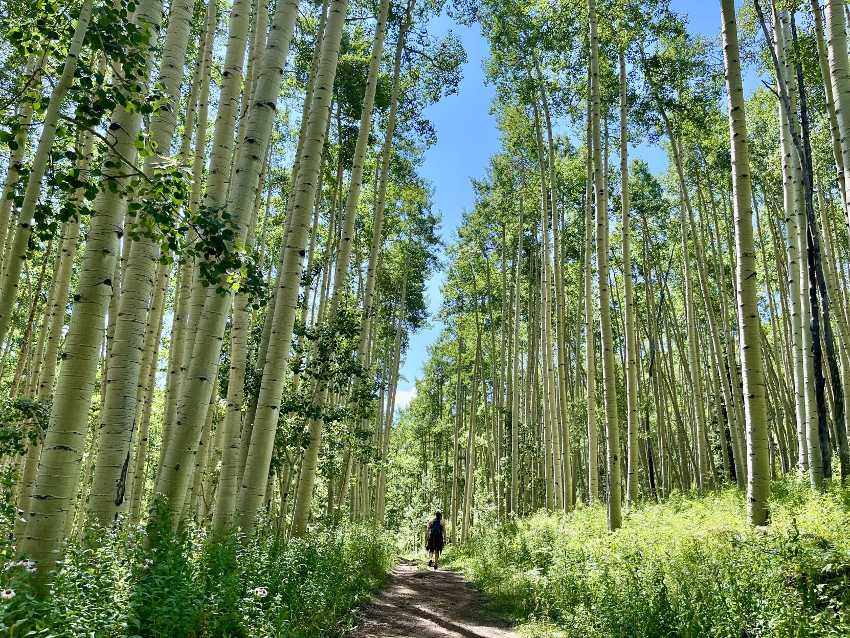 Aspen trees soar along the Snodgrass Trail in Crested Butte. Gazette photo (Gazette photo)