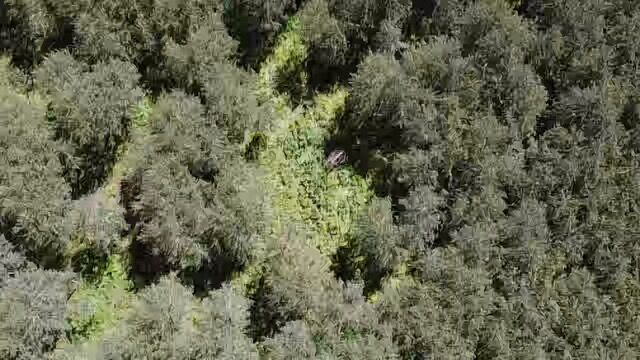 Drone footage taken of an area near where hiker Gina Chase was missing shows how dense the vegetation is in that area of the Uncompahgre National Forest northwest of Telluride. The nearest town is Norwood, Colorado. (San Miguel Sheriff Department)