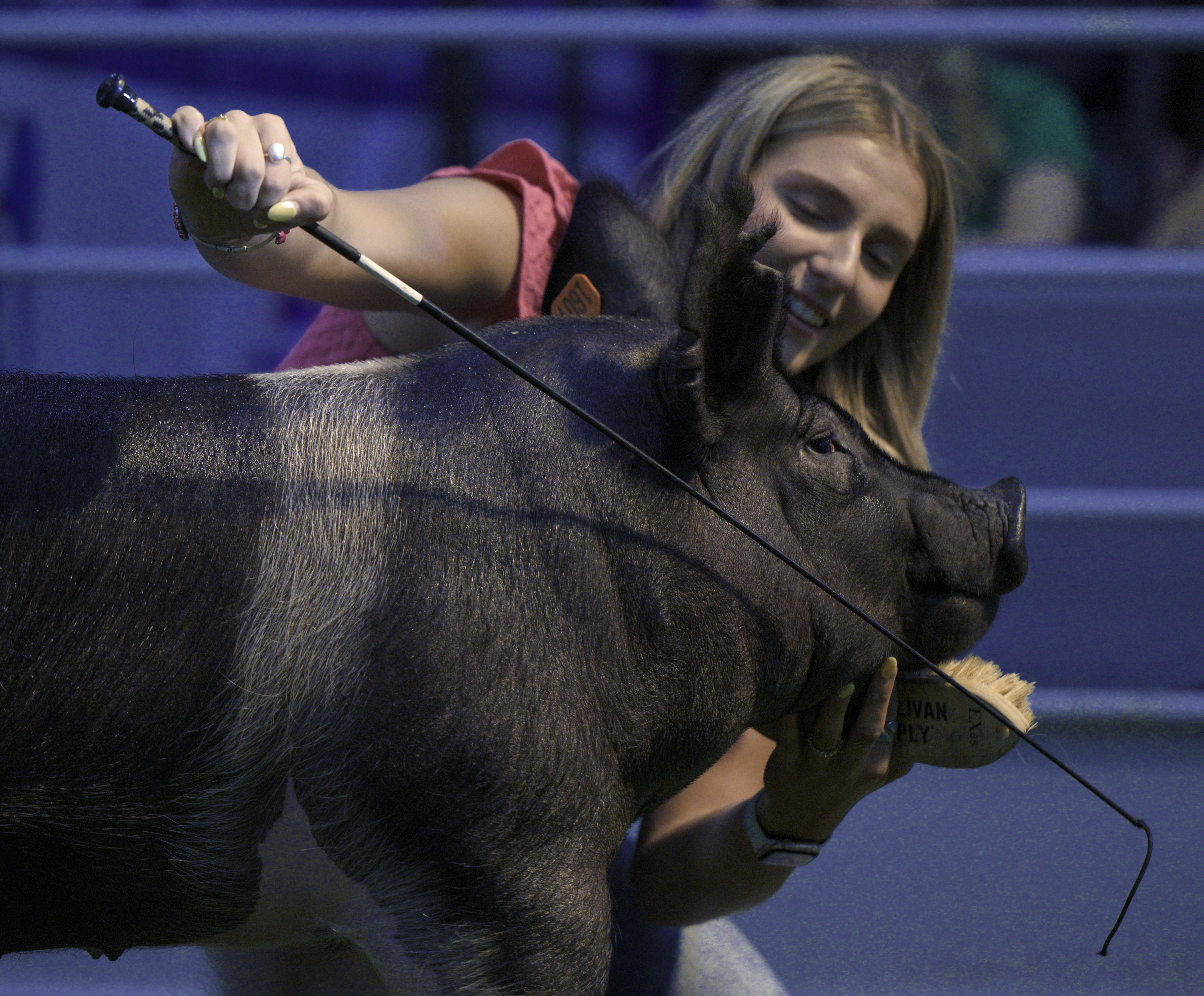 Scenes from the Junior Livestock Auction at the Colorado State Fair on Tuesday, Aug. 27, 2024. (Jerilee Bennett, The Gazette)