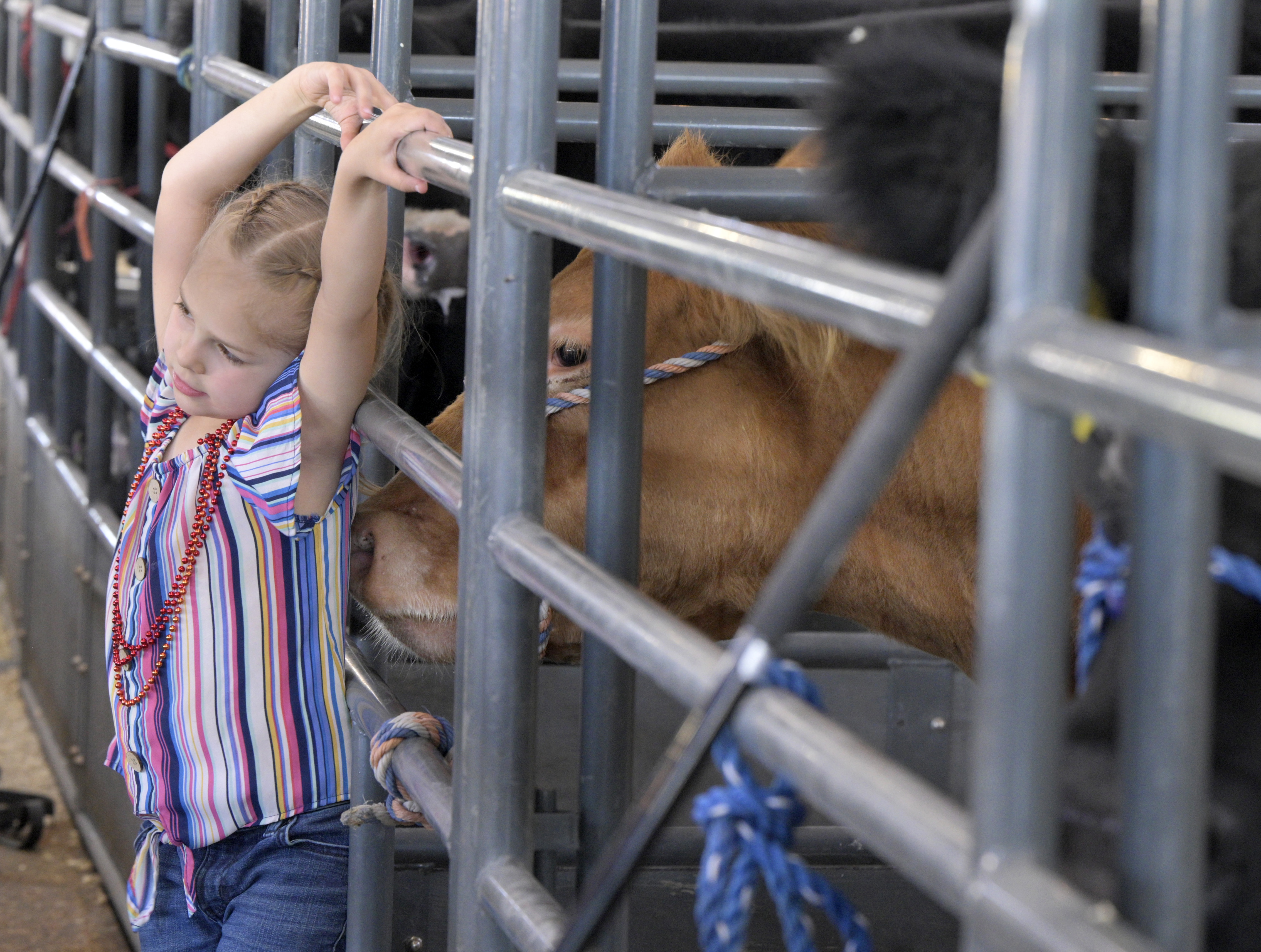 PHOTOS: Junior Livestock Auction
