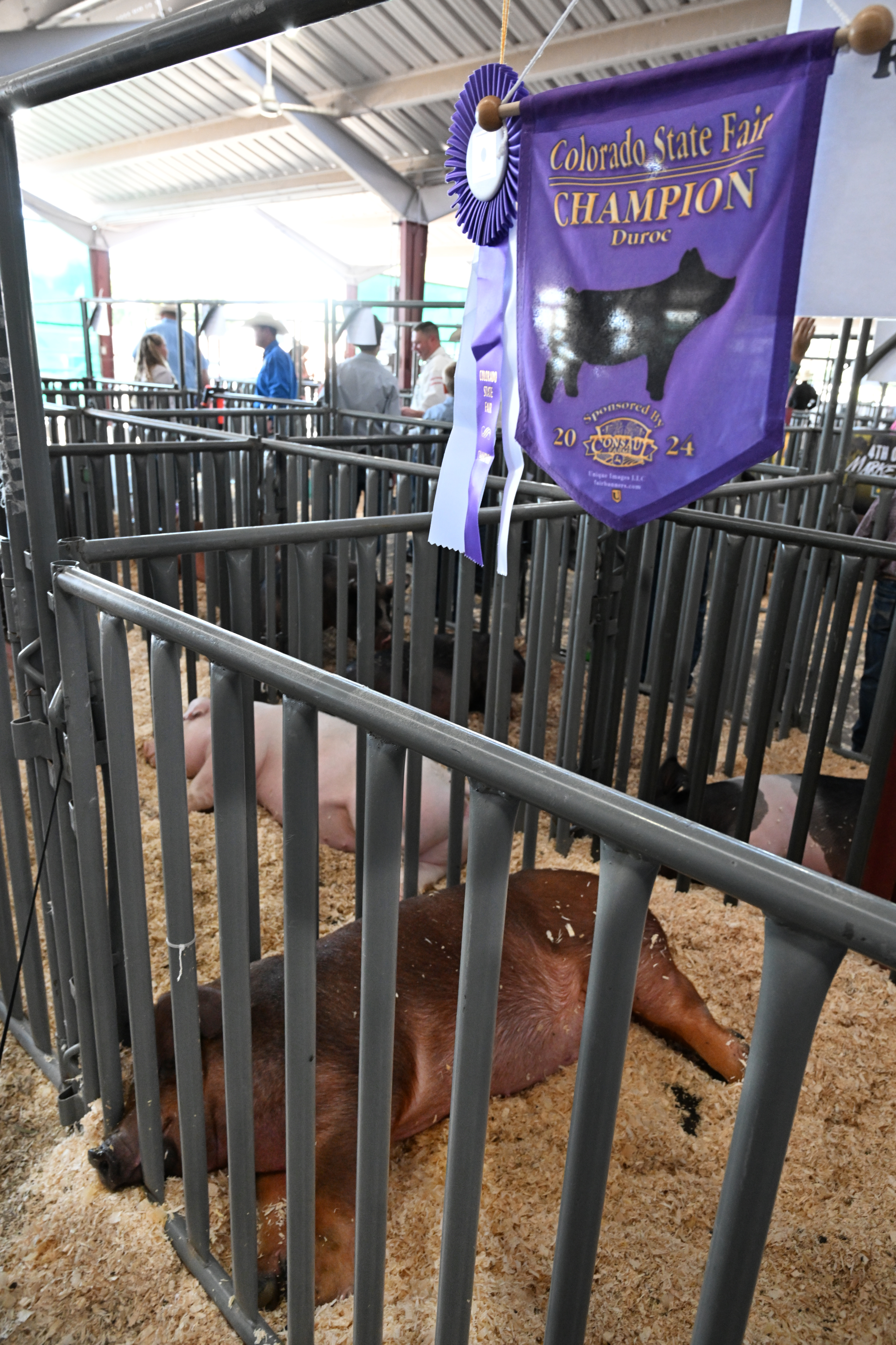 A prize winning hog gets a little snooze before the Junior Livestock Show at the Colorado State Fair on Tuesday, Aug. 27, 2024. (Jerilee Bennett The Gazette)