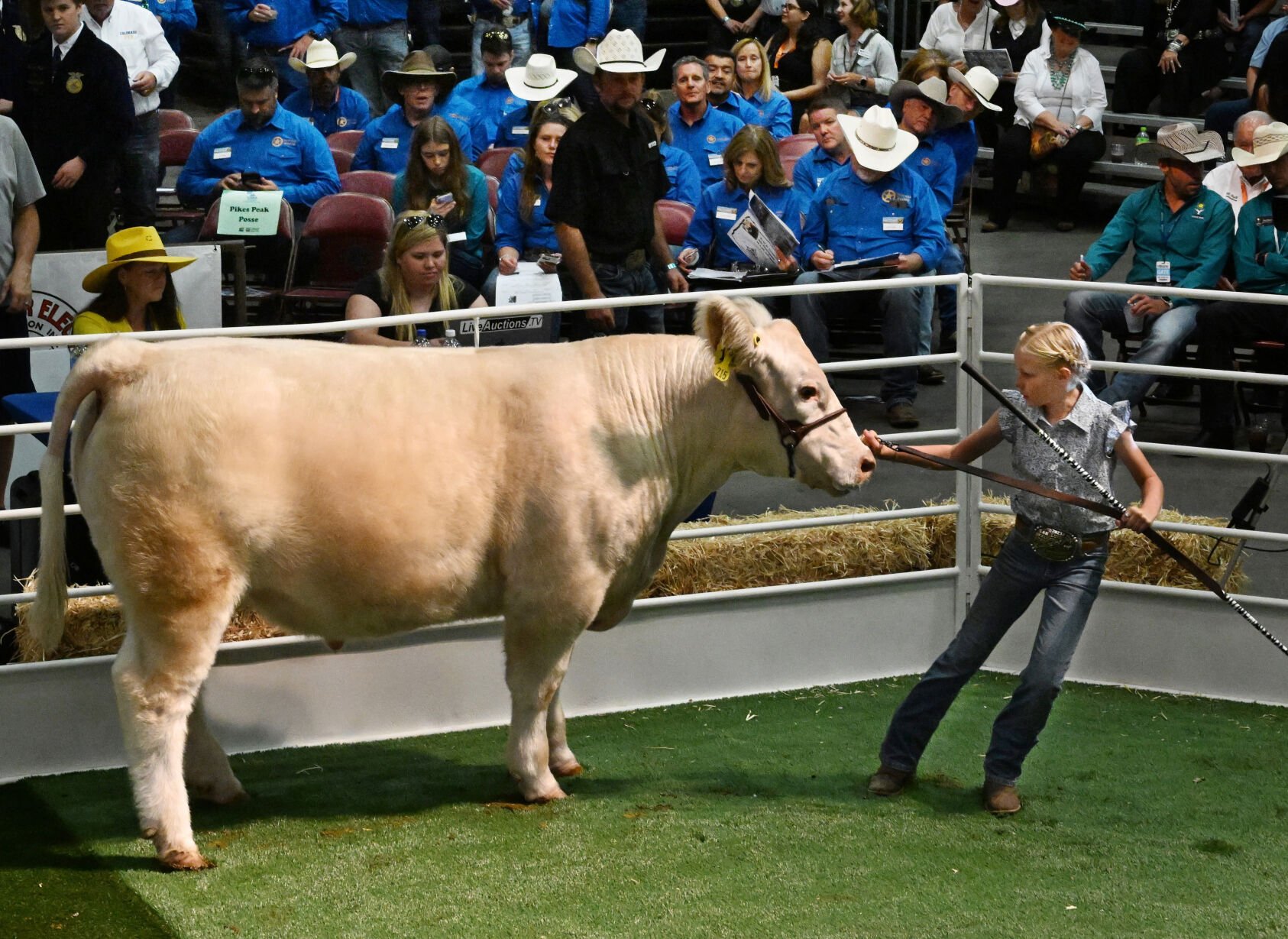 Colorado State Fair returns with new rides, new food, new 4-H exhibits, plus big name musicians