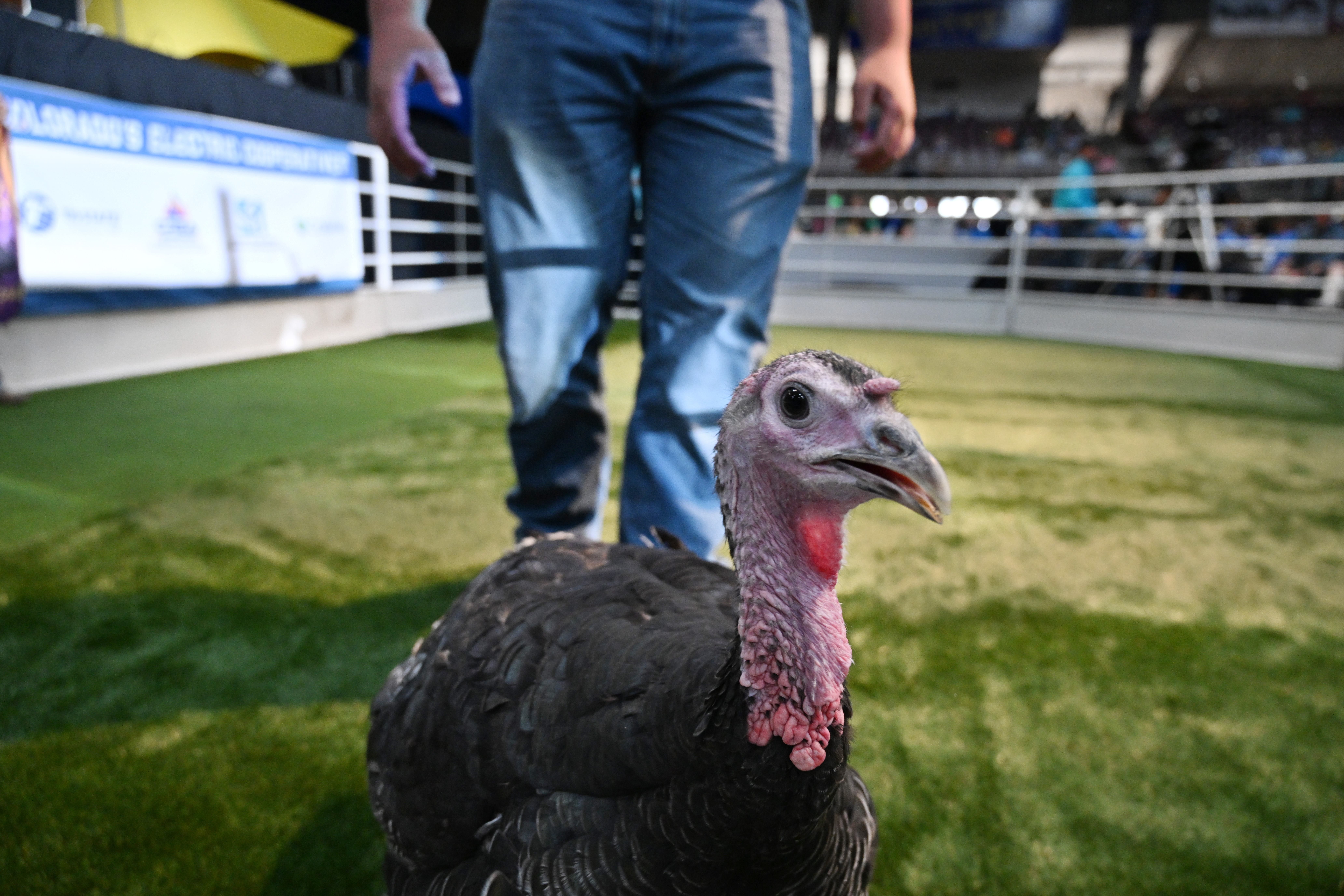 Scenes from the Junior Livestock Auction at the Colorado State Fair on Tuesday, Aug. 27, 2024. (Jerilee Bennett The Gazette)