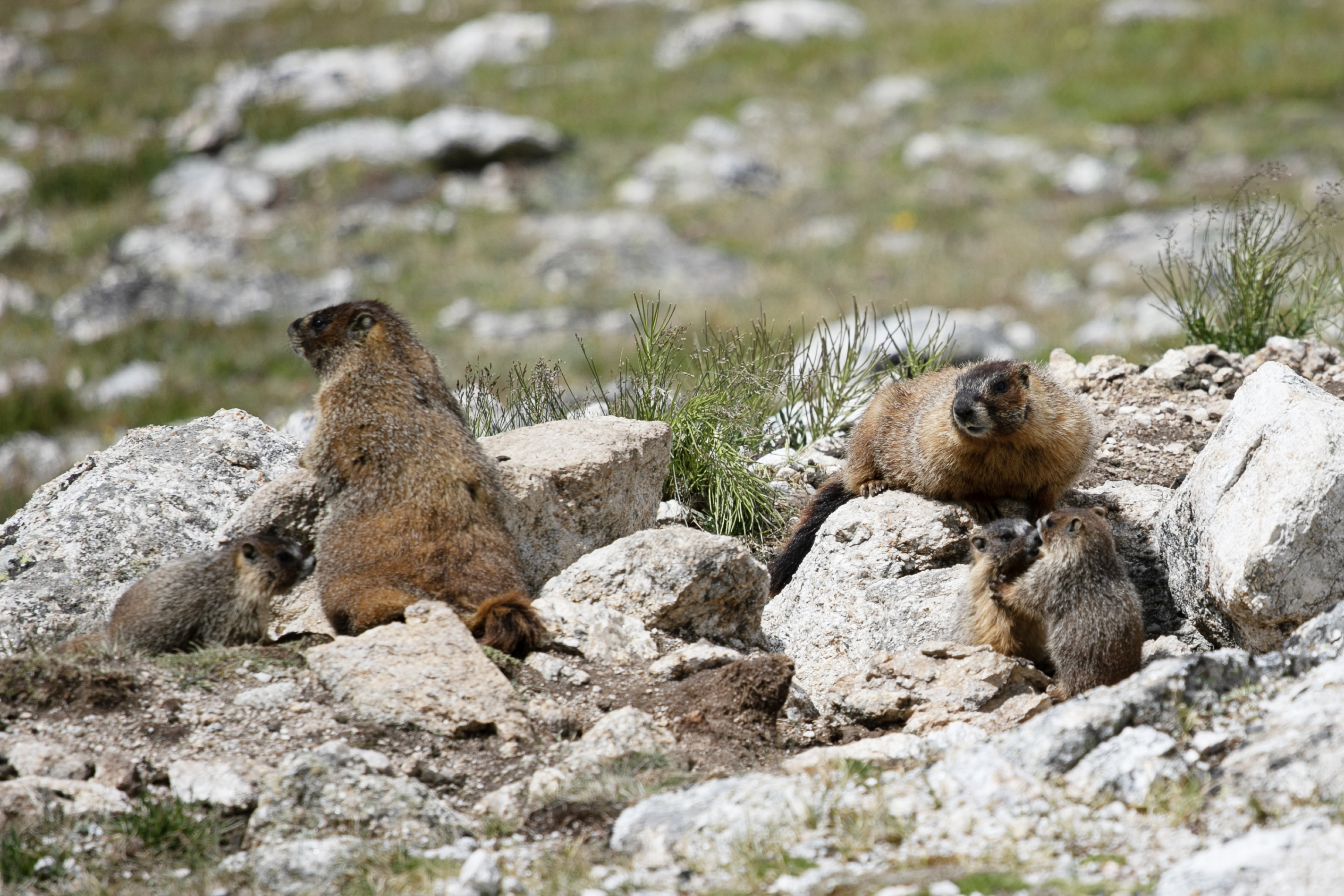 Marmot parents and pups lounge in the summer sun between rain fronts in Rocky Mountain National Park on Saturday, Aug. 10, 2024. (TomHellauerMultimedia Producertom.hellauer@denvergazette.comhttps://denvergazette.com/content/tncms/avatars/f/9e/622/f9e6228a-3b6b-11ed-bf10-fbb71fa8e421.f54b911252c540f1d61709edc4727a39.png)