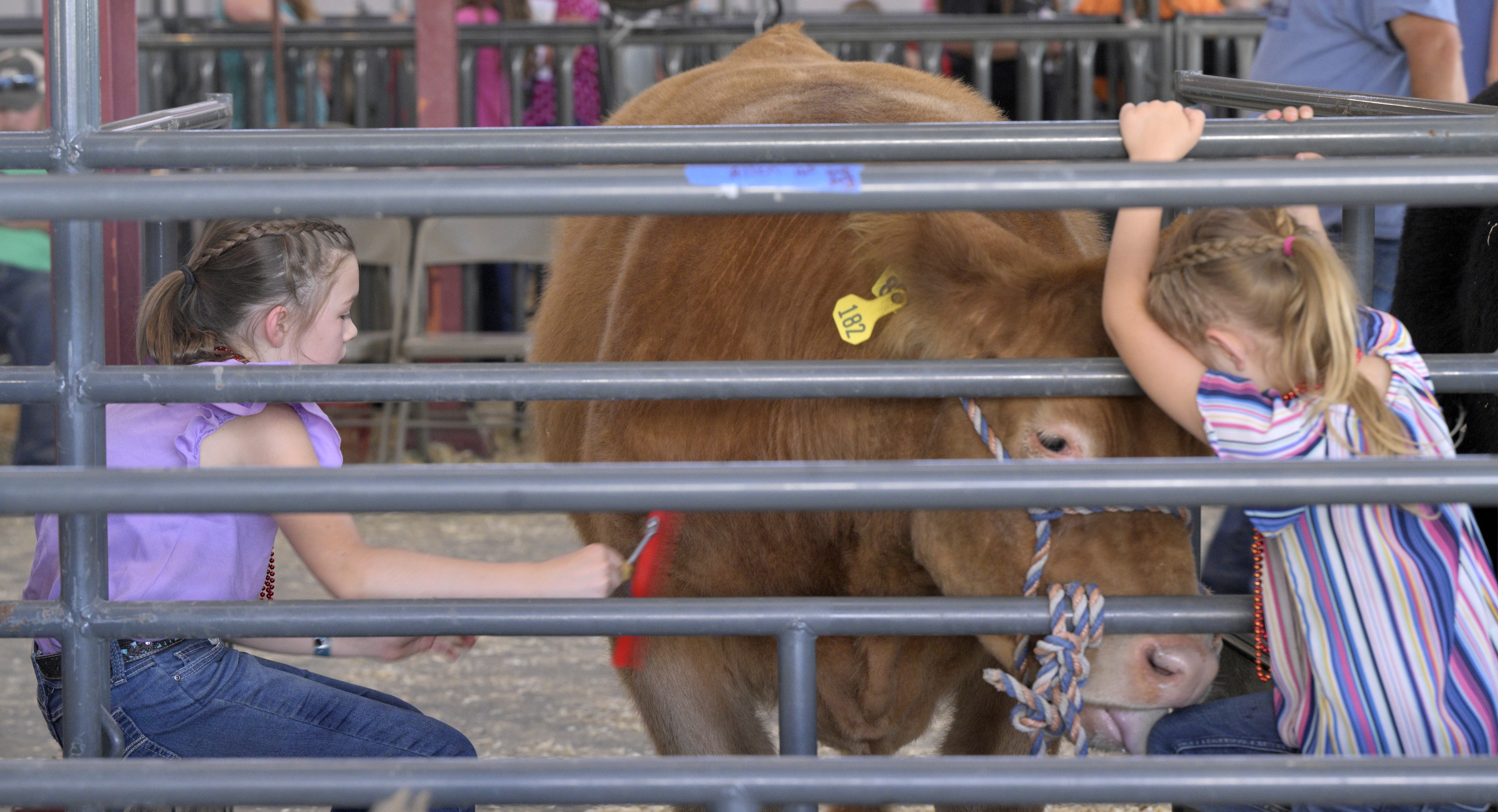 Taylor Sidwell gets a gentle nudge from sister Paisley’s prize winning steer at the Colorado State Fair on Tuesday, Aug. 27, 2024. The sisters are from Weld County. The Colorado State Fair will continue through Labor Day in Pueblo. (Jerilee Bennett The Gazette)