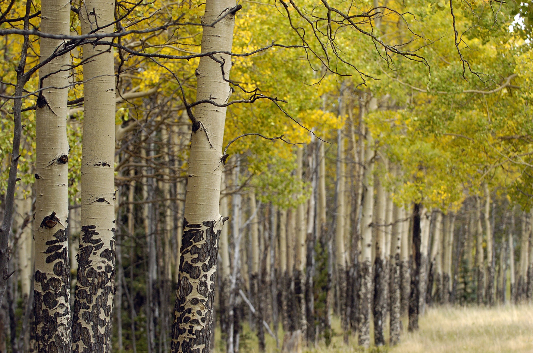 Aspen leaves begin to show their fall colors in Mueller State Park on Tuesday, Sept. 14, 2004. Photo by David Bitton (David Bitton/)