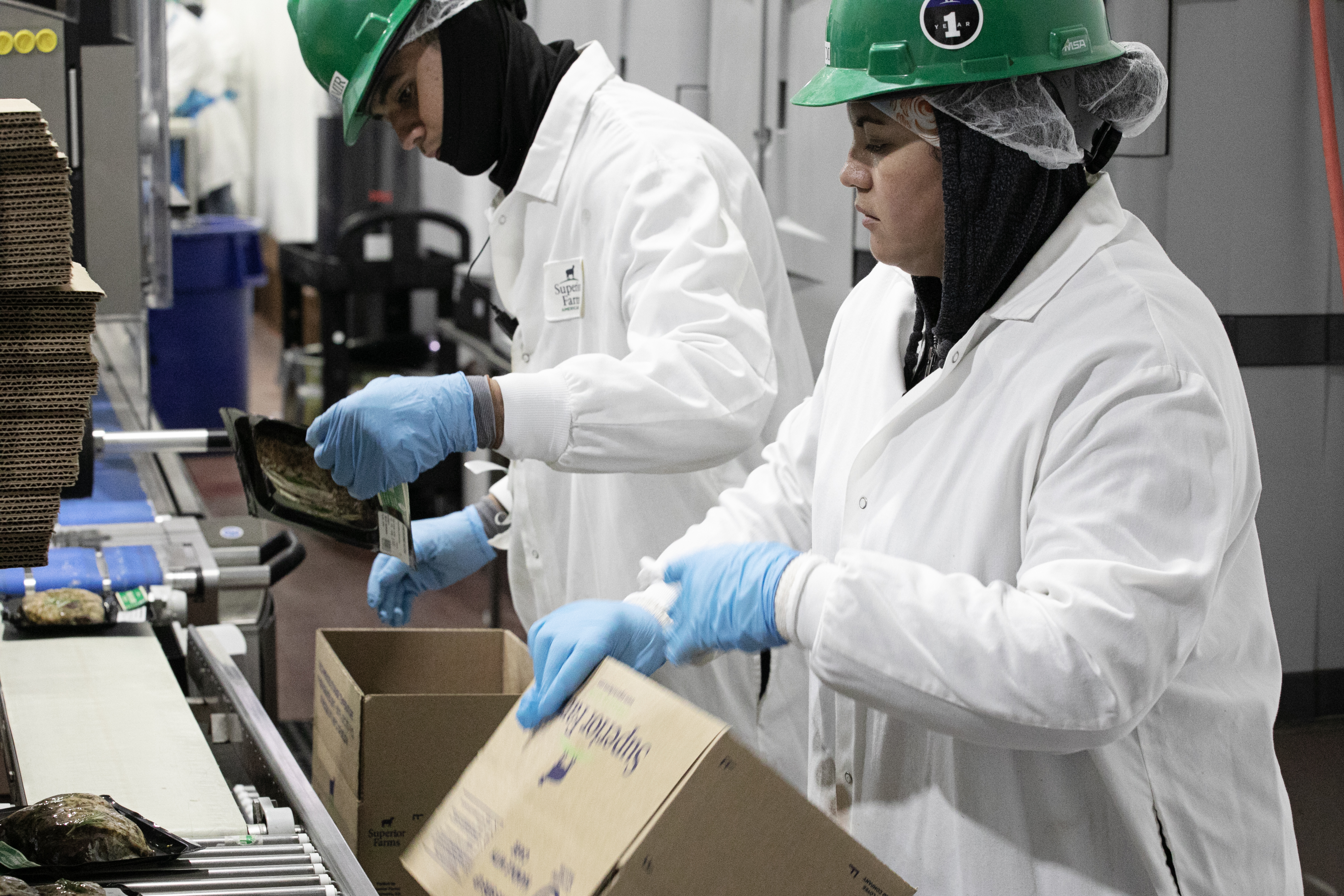 Samir Hernandez, left, and Jeidy Hernandez package lamb in boxes for distribution at Superior Farms slaughterhouse in north Denver on Friday, Aug. 23, 2024. (TomHellauerMultimedia Producertom.hellauer@denvergazette.comhttps://denvergazette.com/content/tncms/avatars/f/9e/622/f9e6228a-3b6b-11ed-bf10-fbb71fa8e421.f54b911252c540f1d61709edc4727a39.png)