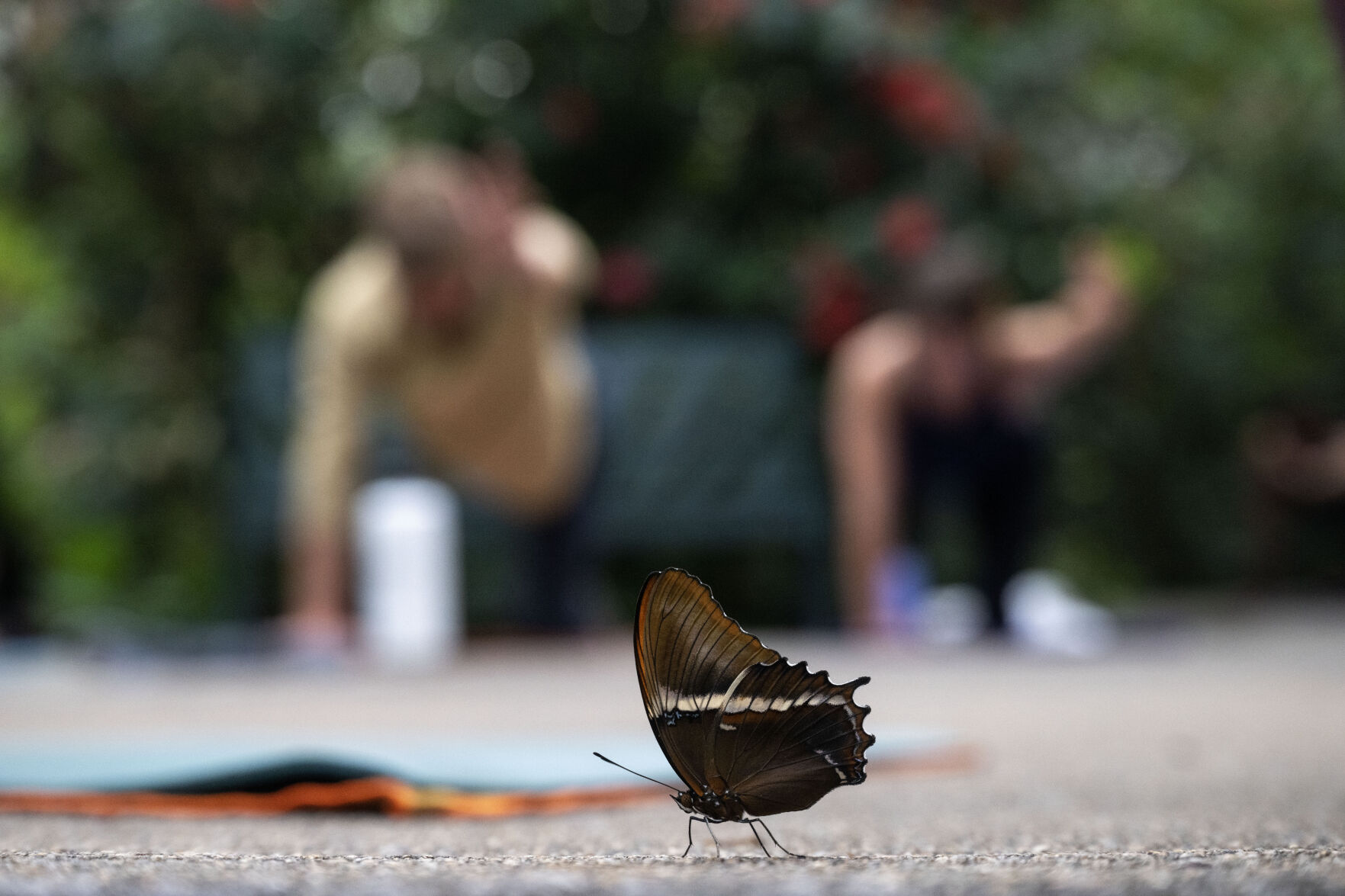 Kamala Viecelli leads a yoga class in the Butterfly Pavilion on Wednesday, Aug. 21, 2024. (Stephen Swofford, Denver Gazette) (StephenSwoffordPhotographerstephen.swofford@gazette.comhttps://secure.gravatar.com/avatar/1ddcaf11c5d70eaa58546ddc4e038687?d=mm&r=g)