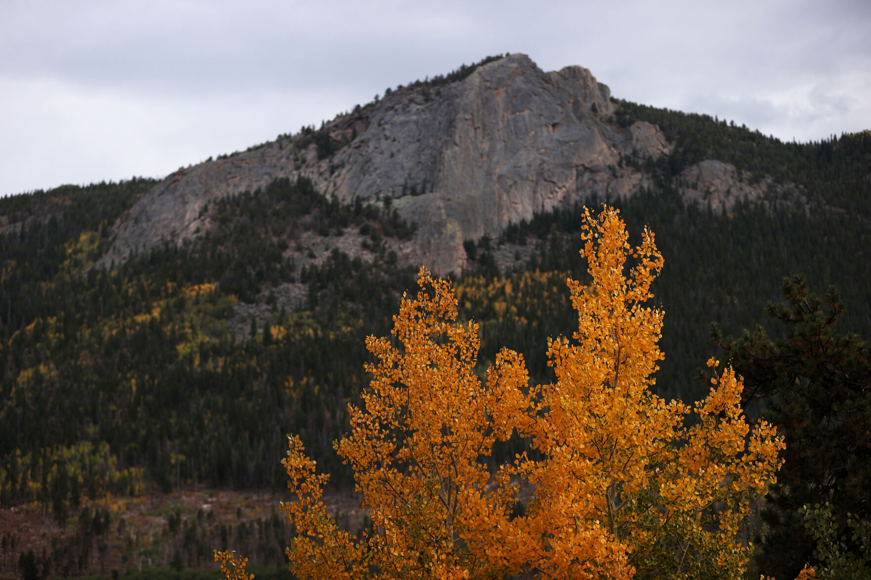 A pair of aspen trees outside of Rocky Mountain National Park shows some color as trees in the areas start to turn gold on Sept. 22, 2020. (The Gazette file)