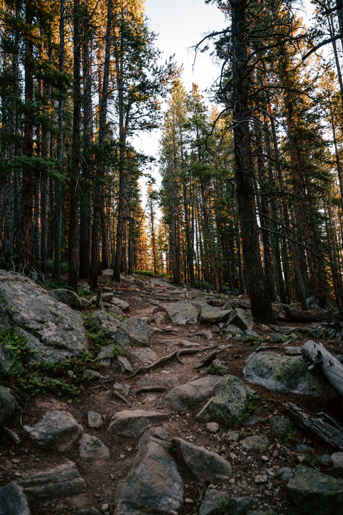 The sun rises through the trees on the 10th segment of the Colorado Trail near Twin Lakes. (Parker Seibold, The Gazette)