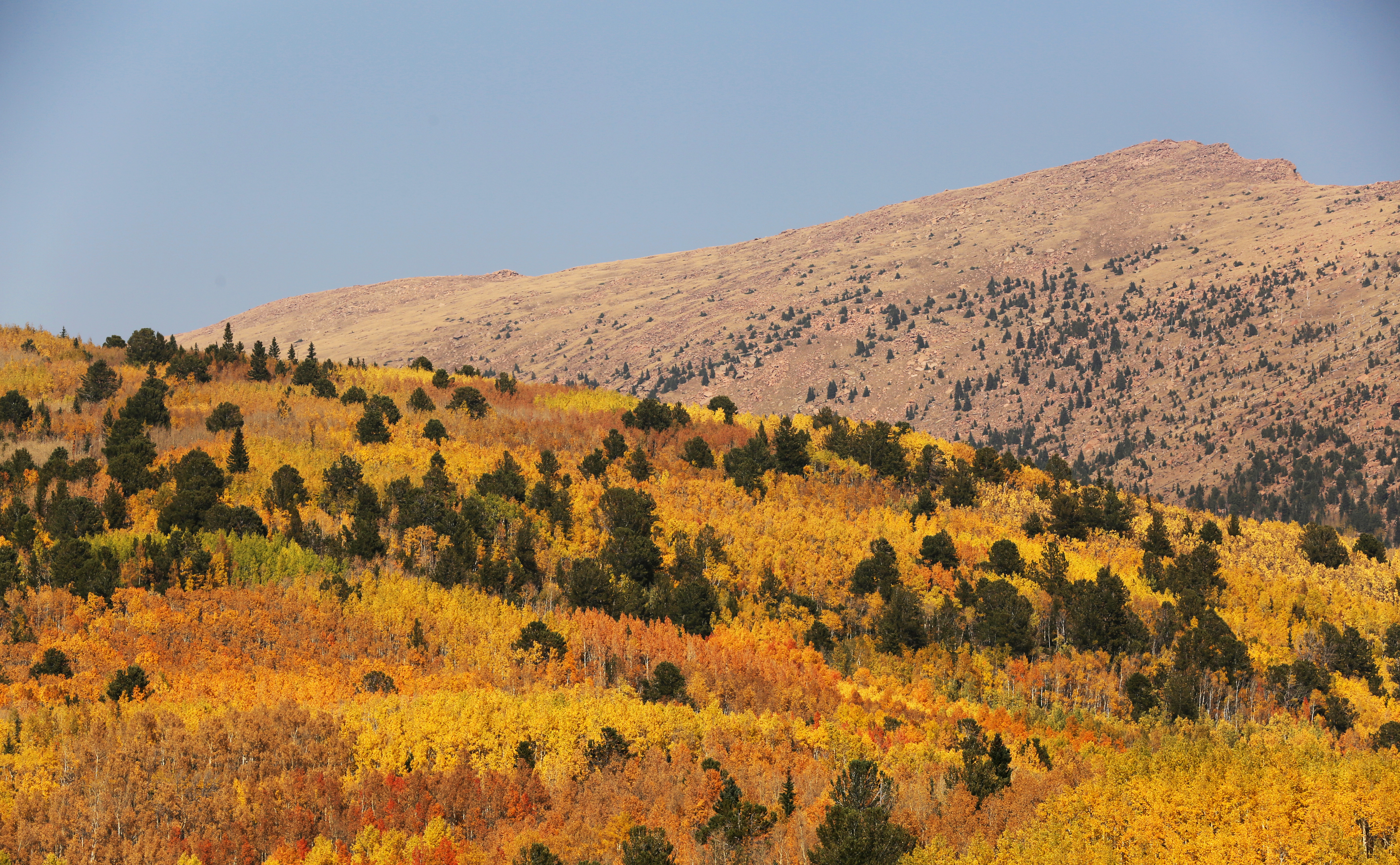 Aspens of all colors from golden to orange and green to rust cover a hillside near Victor in this Courier file photo. (Forrest Czarnecki, pikes peak courier file)