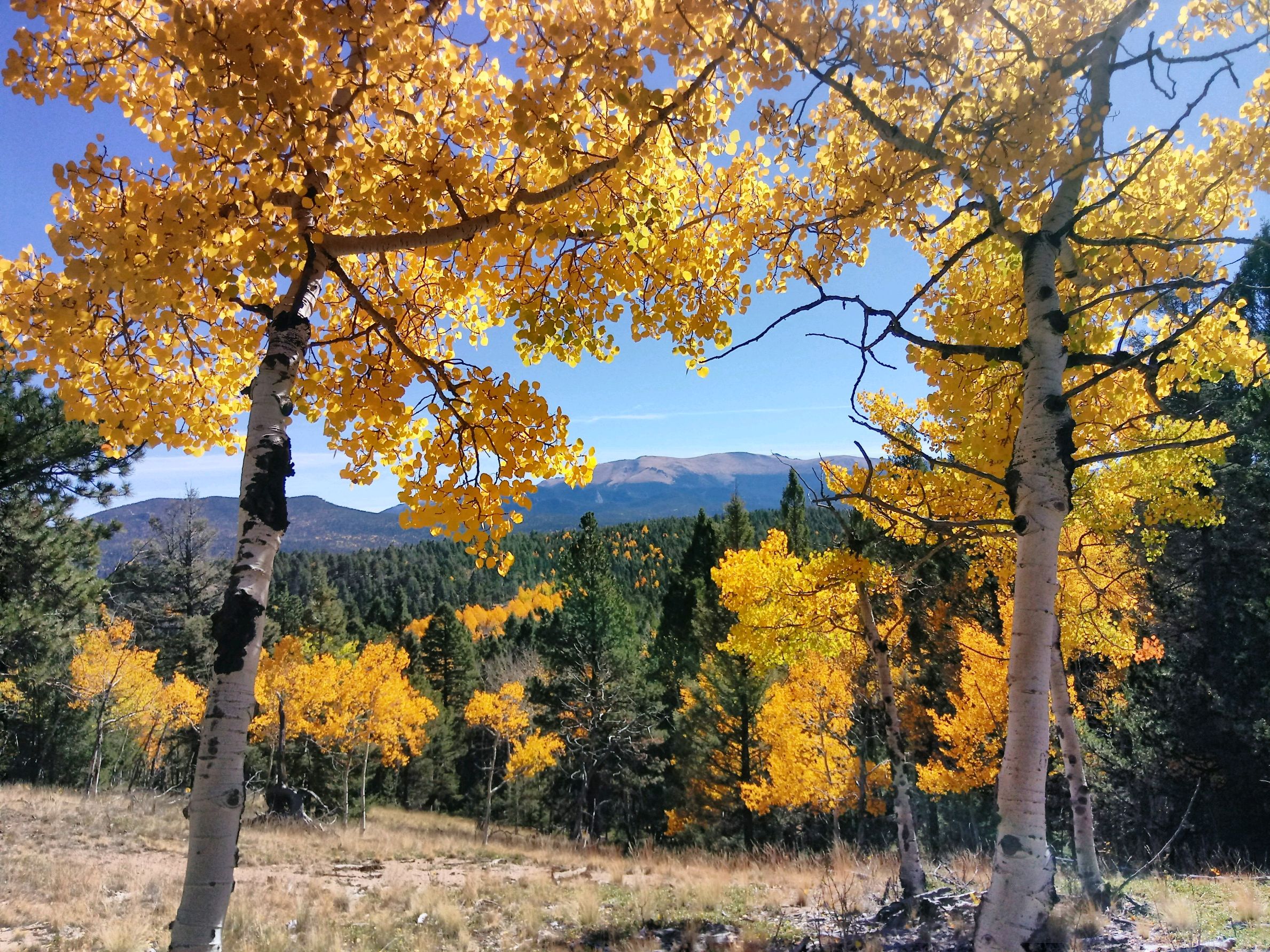 Pikes Peak looms in view between the aspen trees on a perfect fall day along the Cheesman Ranch Loop in Mueller State Park. (Seth Boster, The Gazette)