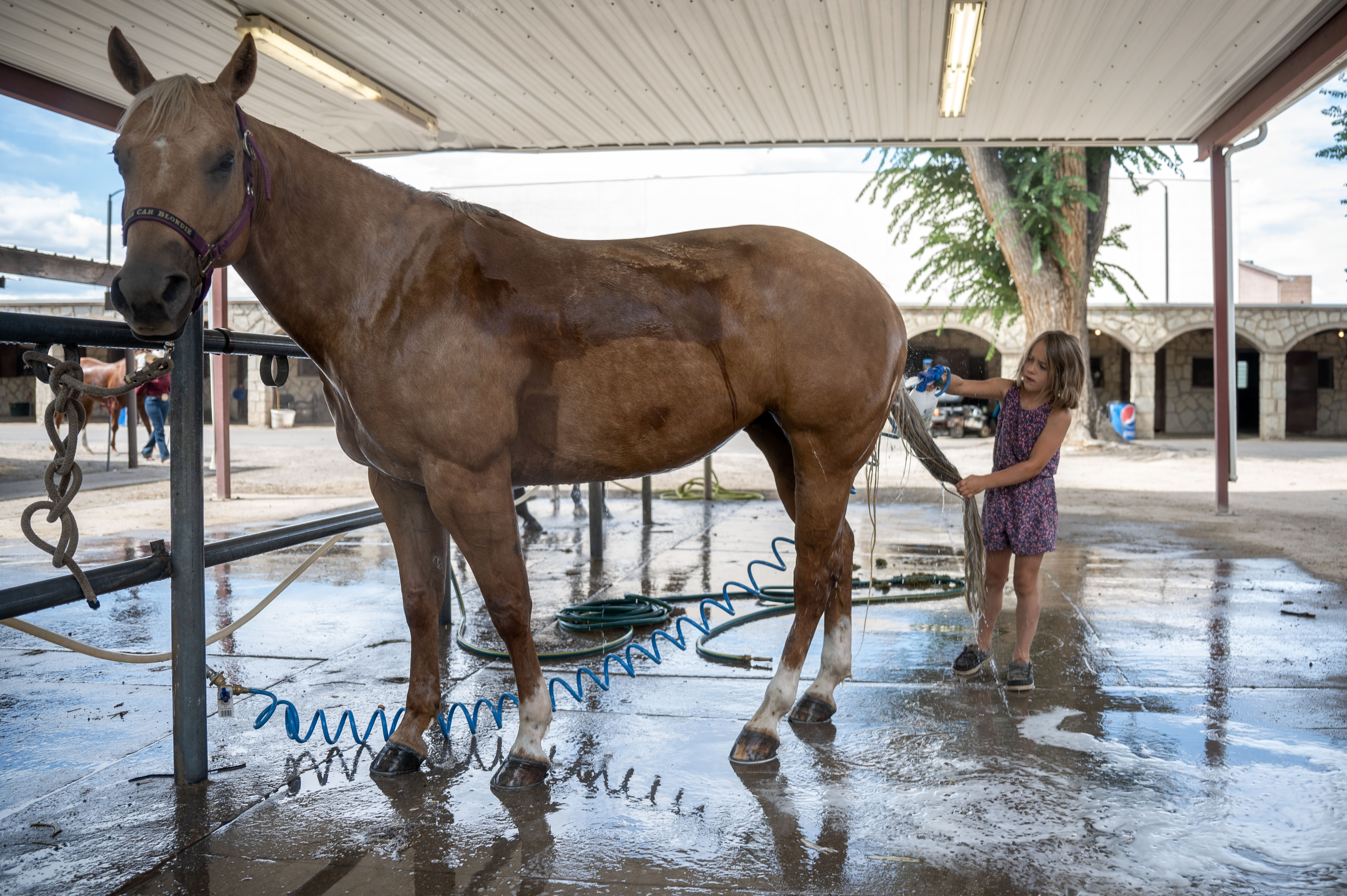 Harper Michalski, 8, washes her 6 year old horse, Blonde, at the Colorado State Fair on Wednesday, Aug. 28, 2024 (Stephen Swofford, Denver Gazette) (StephenSwoffordPhotographerstephen.swofford@gazette.comhttps://secure.gravatar.com/avatar/1ddcaf11c5d70eaa58546ddc4e038687?d=mm&r=g)