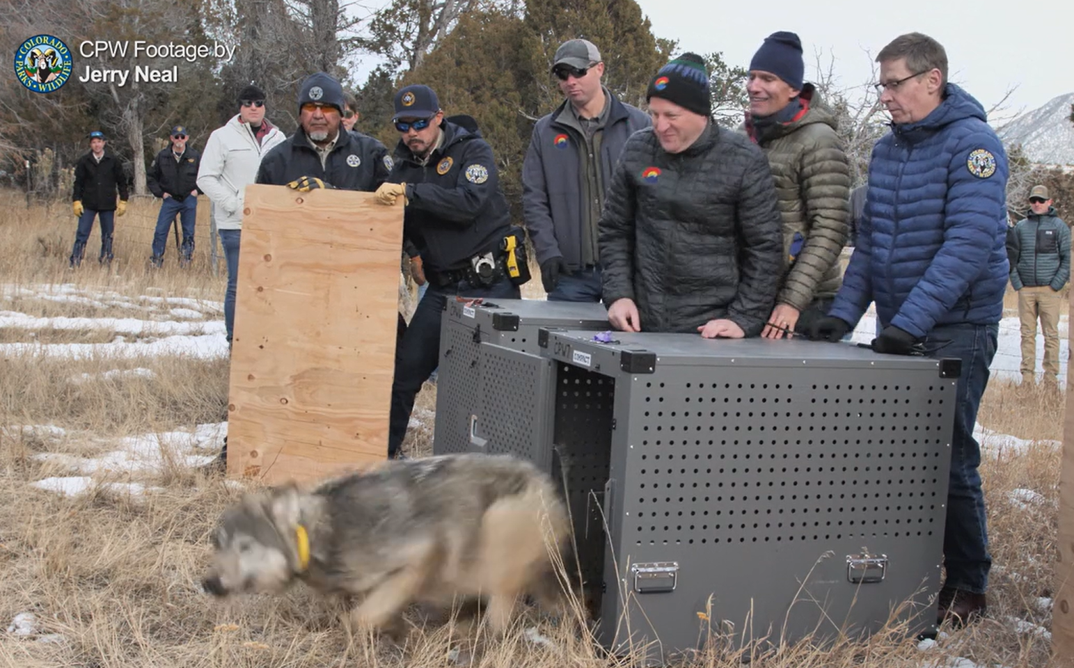 Wildlife experts captured wolves in Oregon and released them on Monday in Colorado. (PHOTO: Screengrab via Colorado Parks and Wildlife from video footage shot by Jerry Neal).