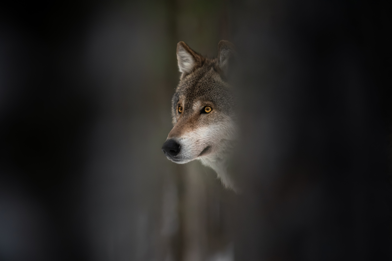 Colorado Parks and Wildlife to get more wolves from Canada
