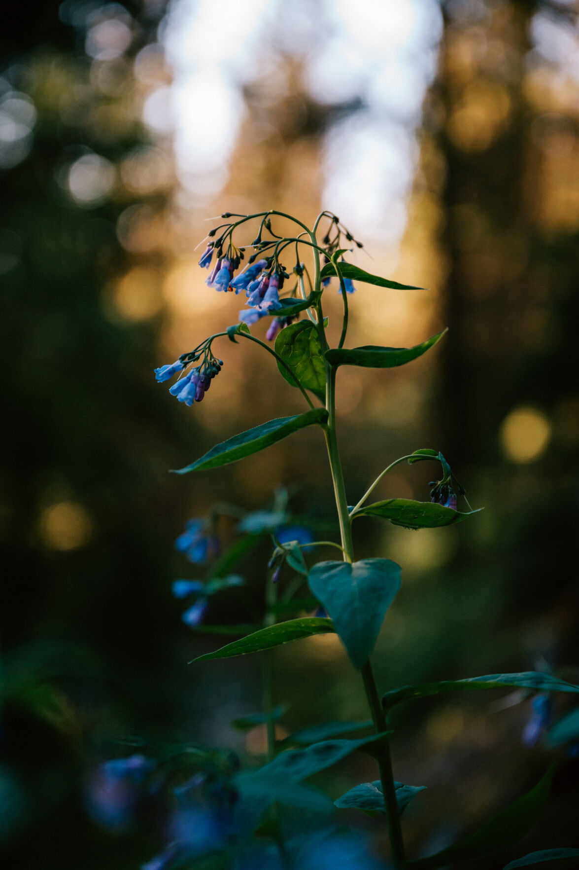 Northern bluebells bloom along the 10th segment of the Colorado Trail near Twin Lakes. (Parker Seibold, The Gazette)
