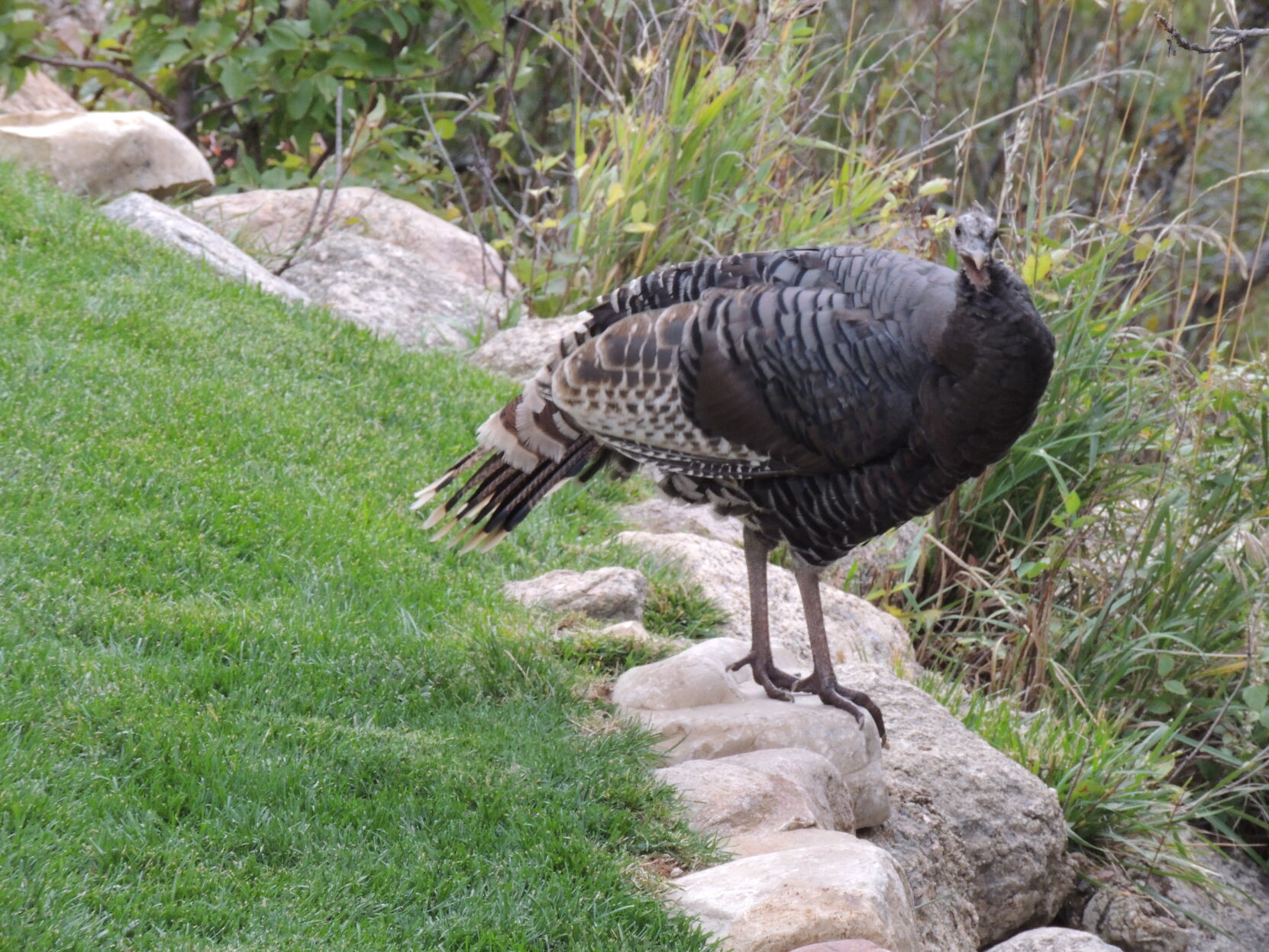 Year-round gardening: Attracting birds to your Colorado garden