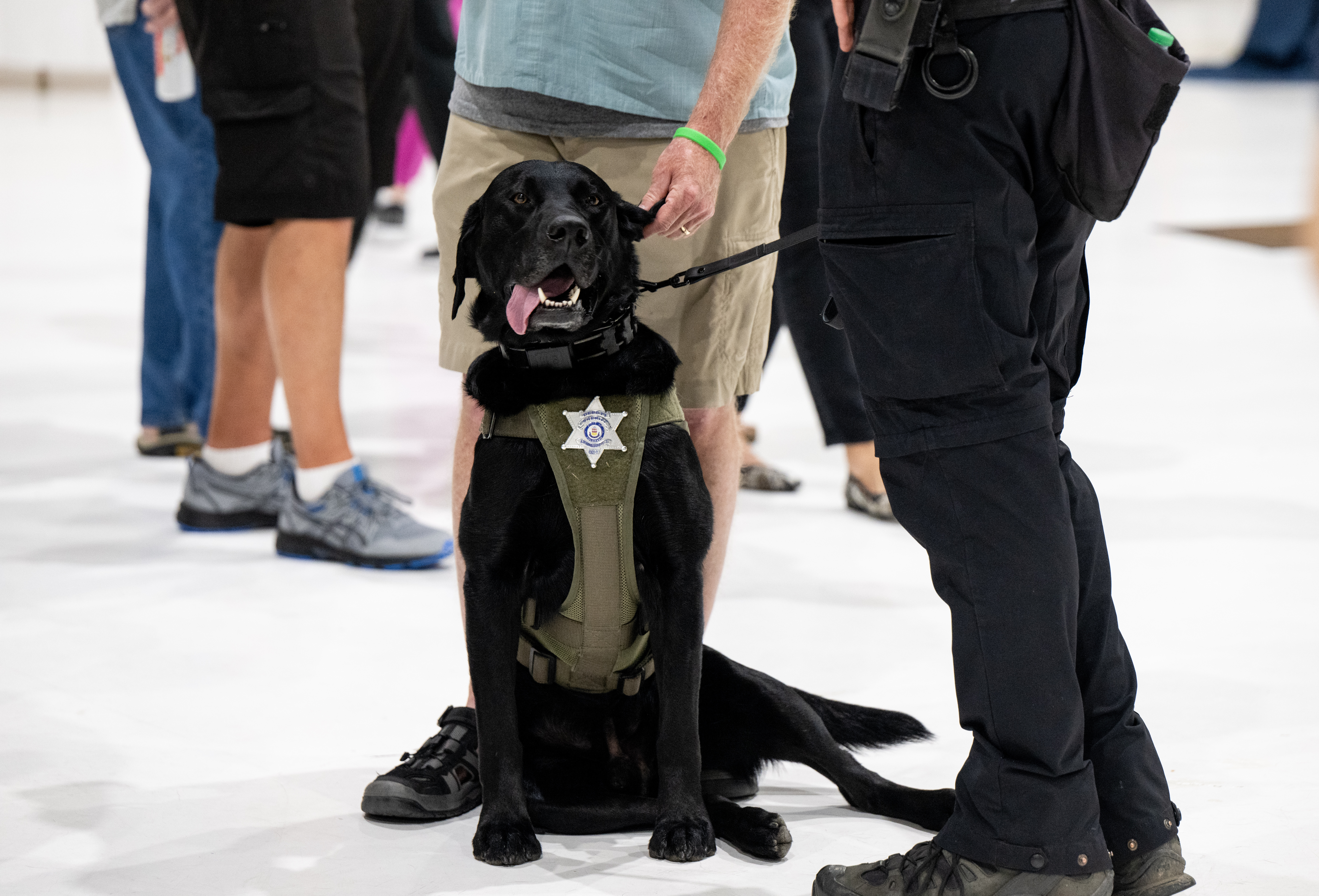 K-9 Rex, with the Arapahoe County Sheriff’s Office gets pets during the 6th Annual Heroes with Paws event, Wednesday, Sept. 25, 2024, in Denver. (Parker Seibold, The Gazette) (Parker Seibold, The Gazette)