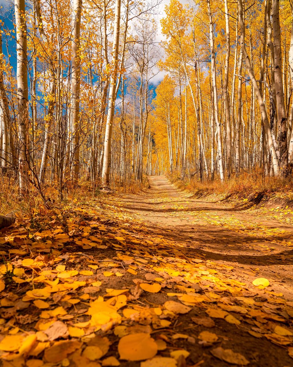 FILE PHOTO: The leaves are at their peak in the Leadville area this coming week. This photo, by photographer Frank Pontelli, was taken in Twin Lakes. (Courtesy of Frank Pontelli)
