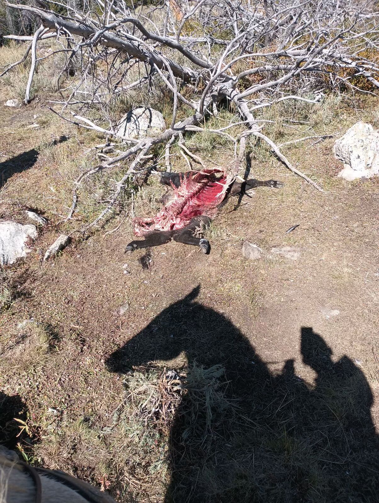 Colorado Parks and Wildlife: Another wolf found dead in Grand County