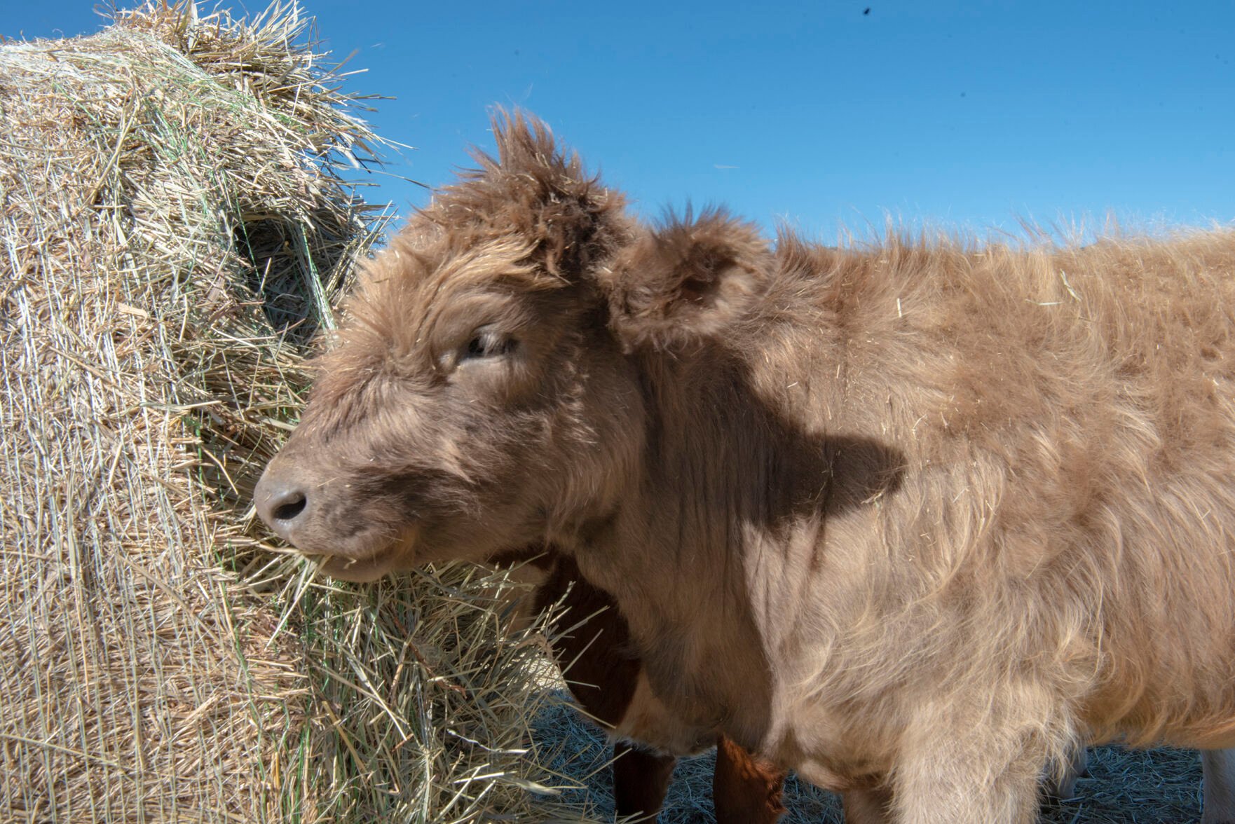 Miniature cows are a hit at Colorado ranch offering overnight camping for RVers
