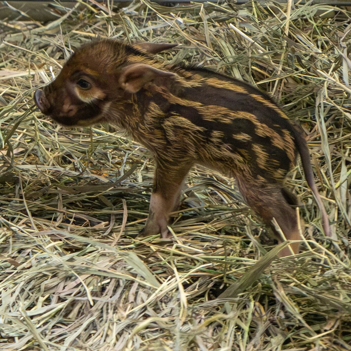 Cheyenne Mountain Zoo welcomes ‘surprise’ Red River hoglet